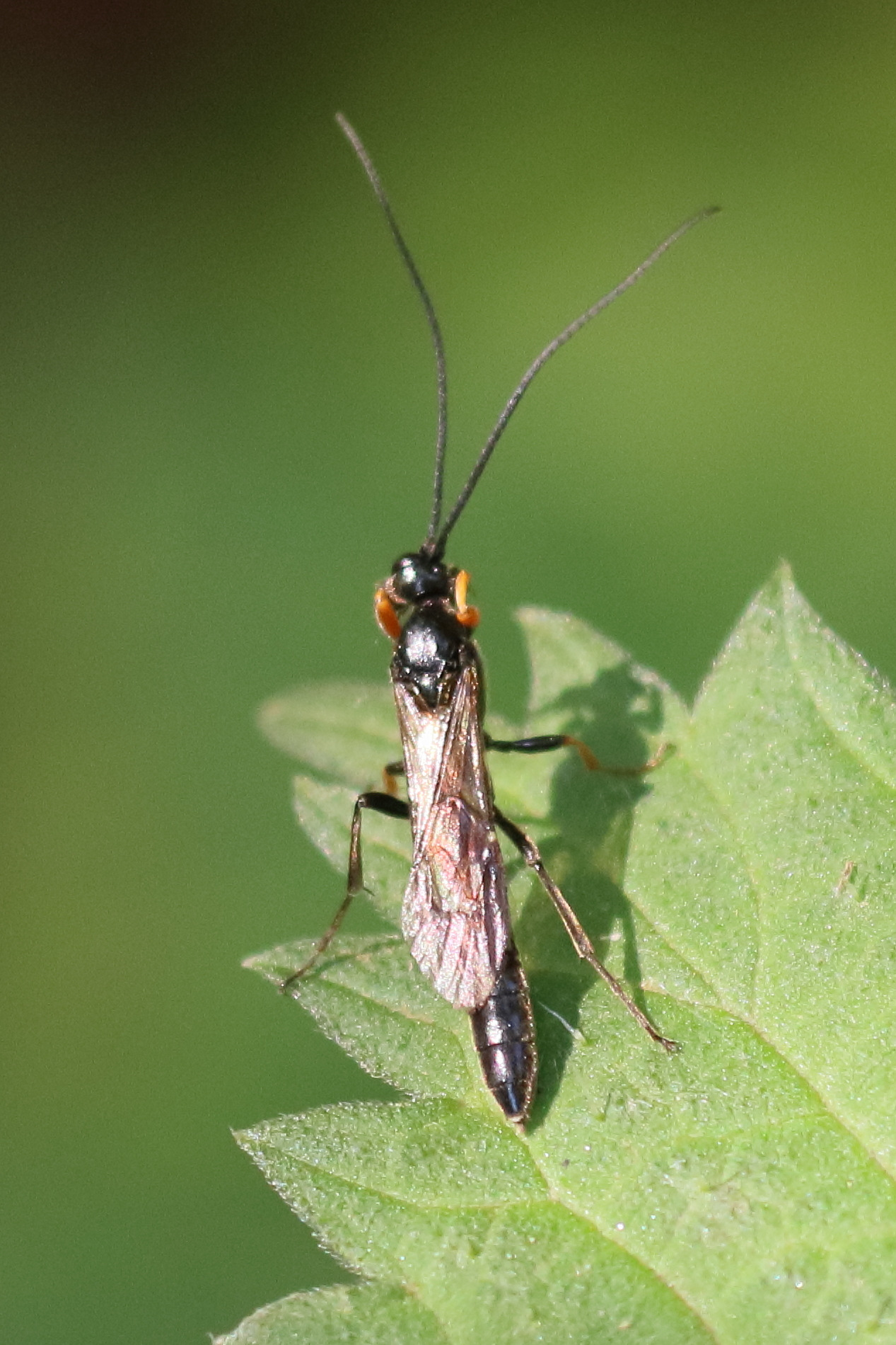 alomya_debellator4bd