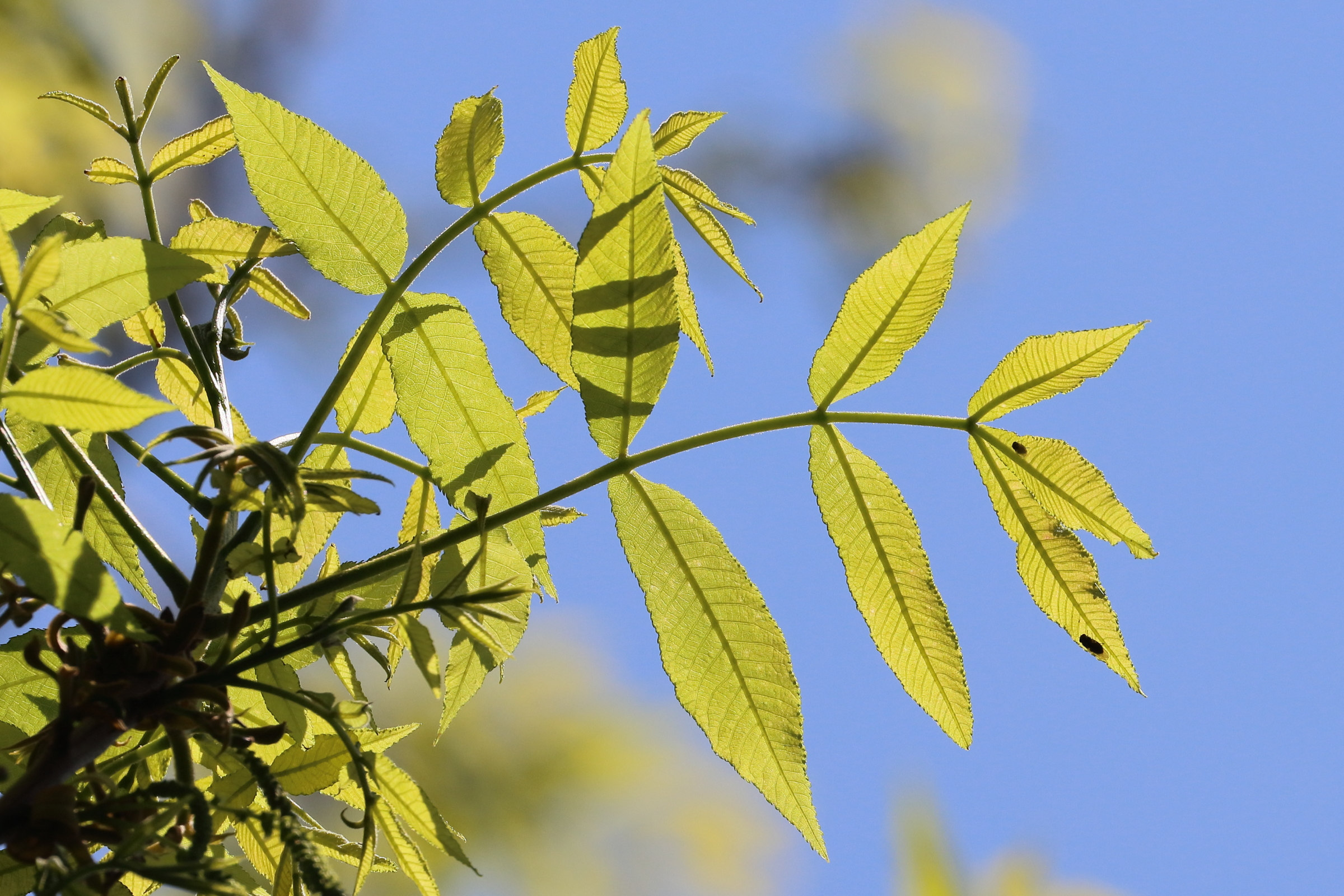 carya_cordiformis5bd