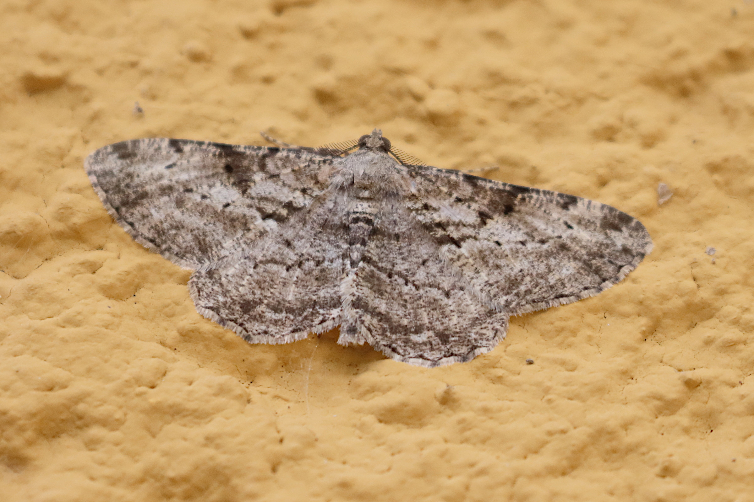 hypomecis_punctinalis4bd