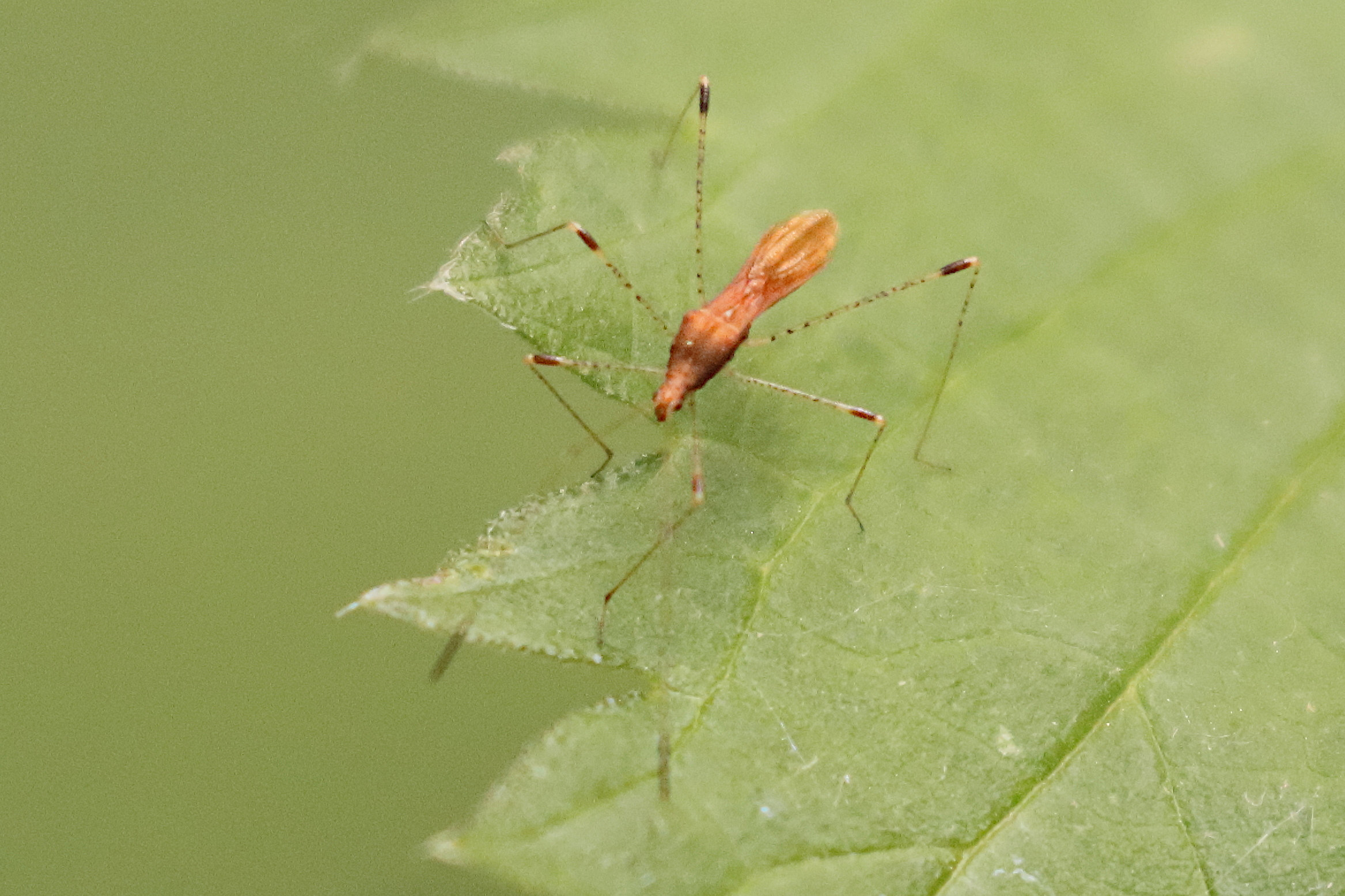 metatropis_rufescens1bd