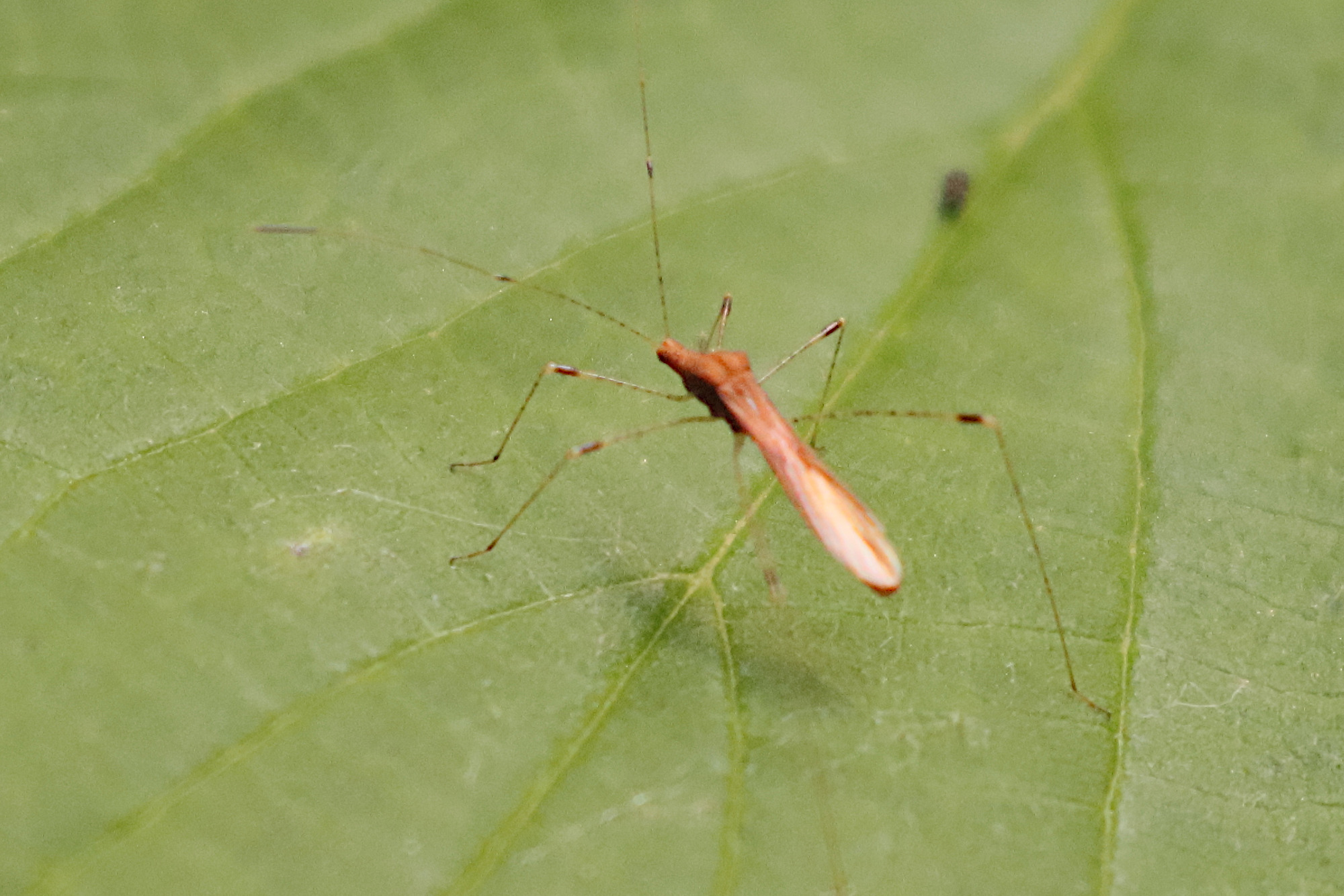 metatropis_rufescens2bd