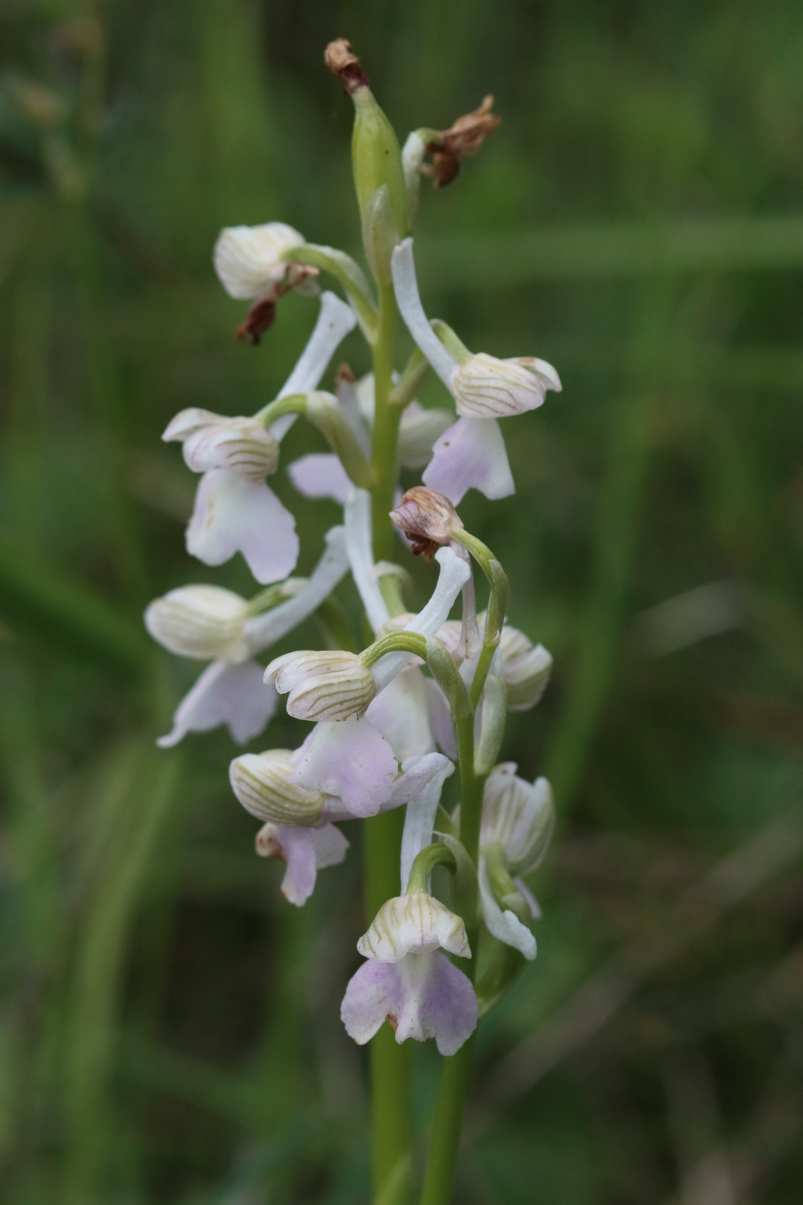 anacamptis_morio10bd