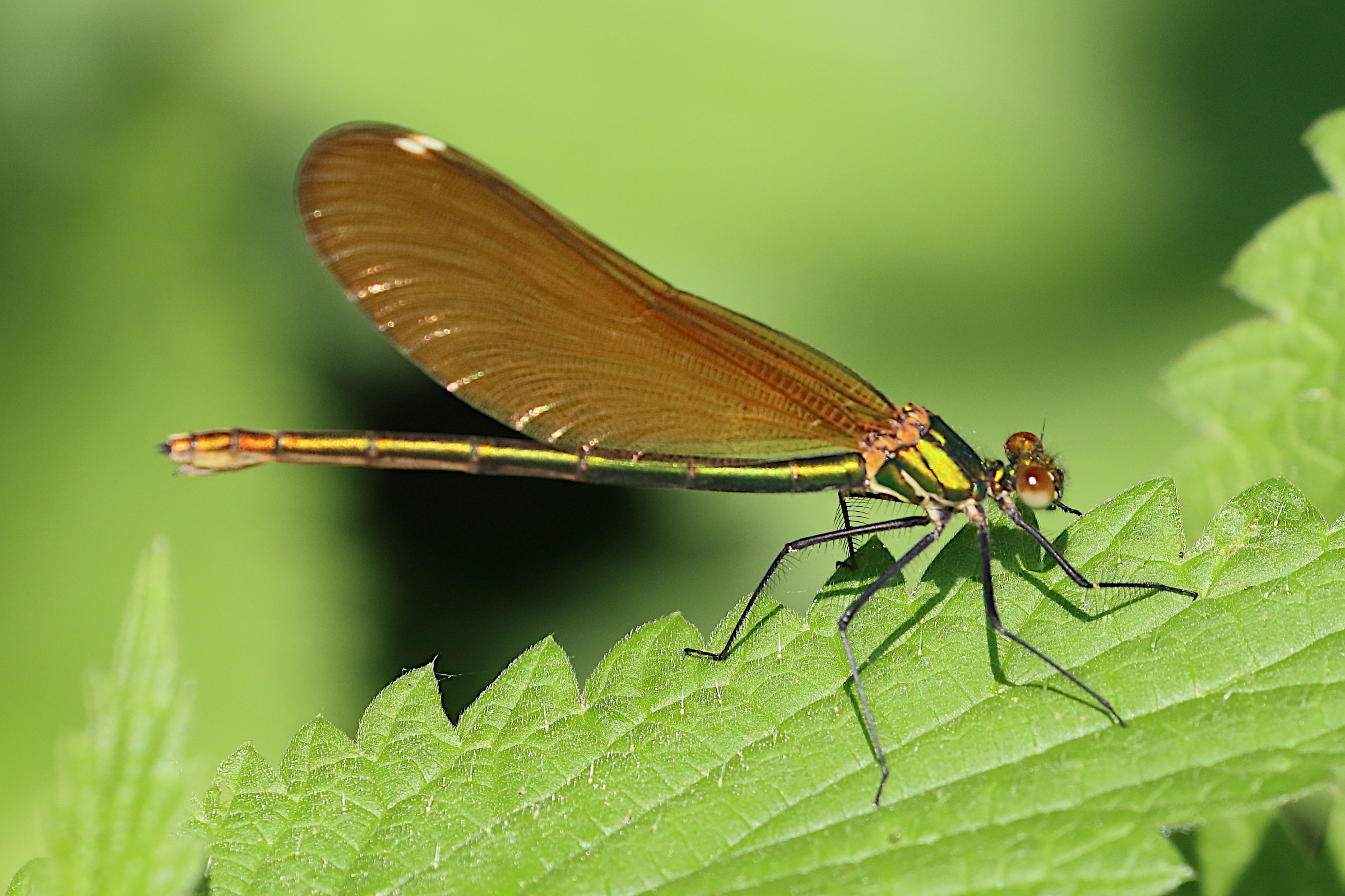 Afficher le média calopteryx_virgo_virgo5bd calopteryx_virgo_virgo5bd