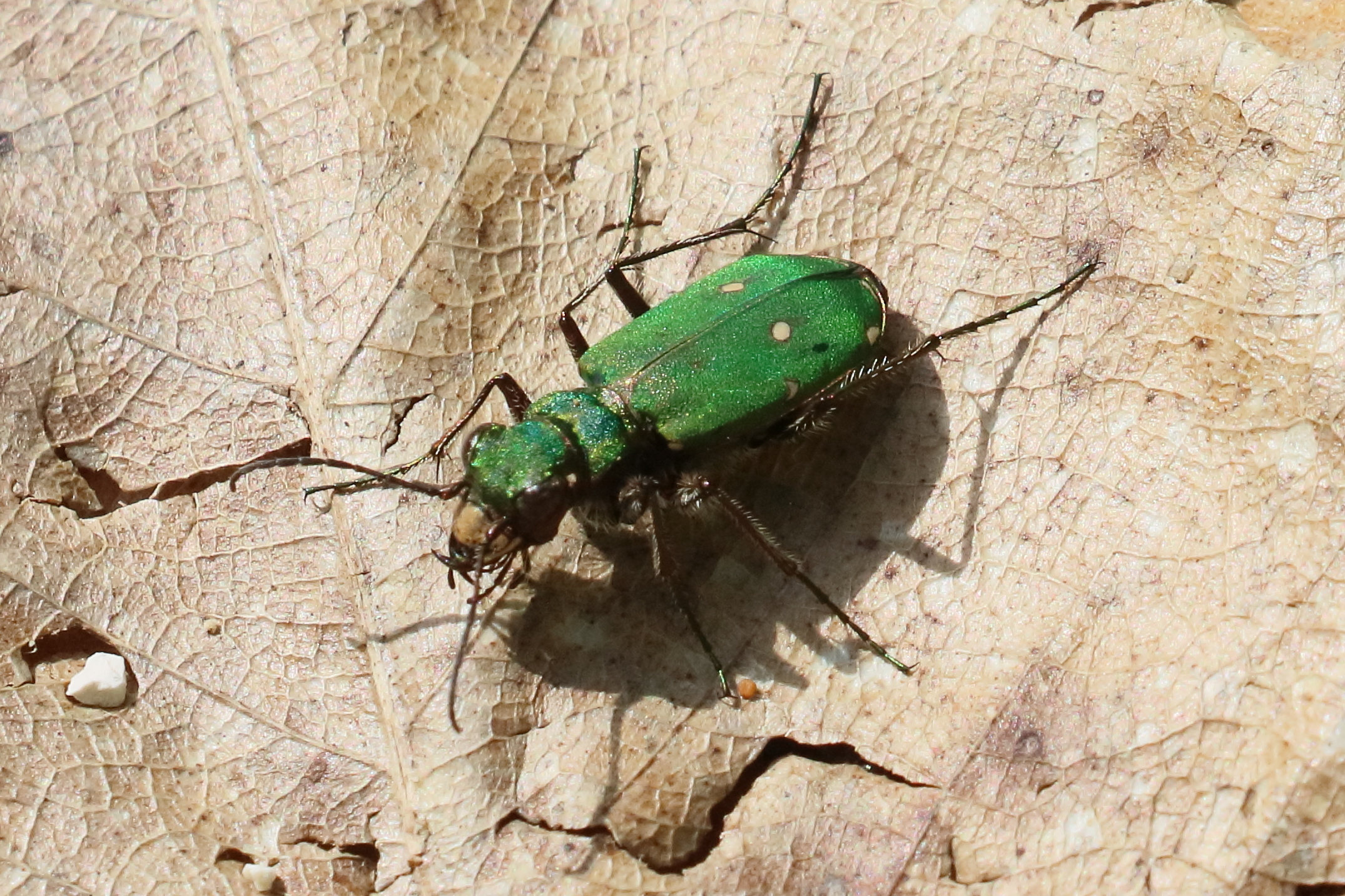cicindela_campestris7bd
