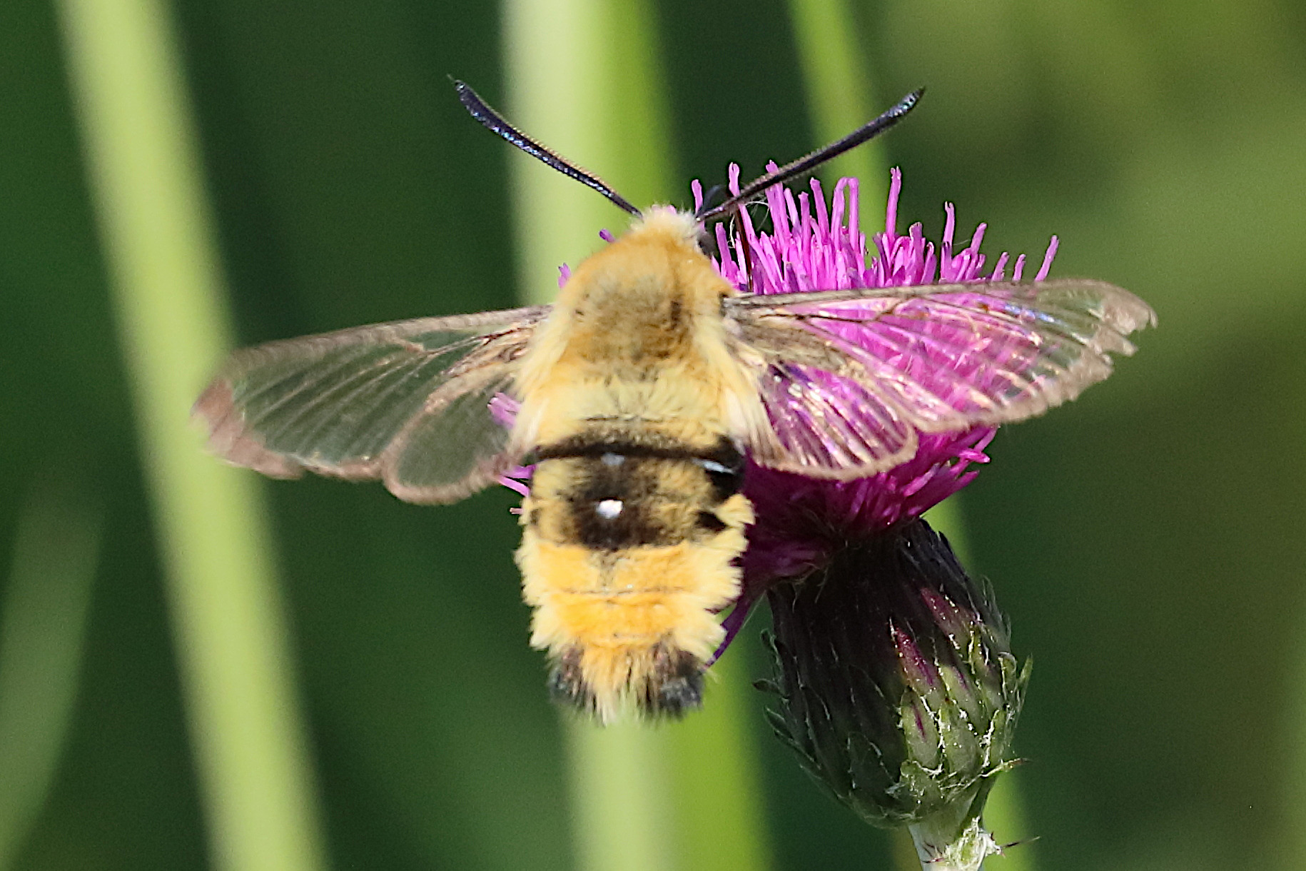 hemaris_tityus2