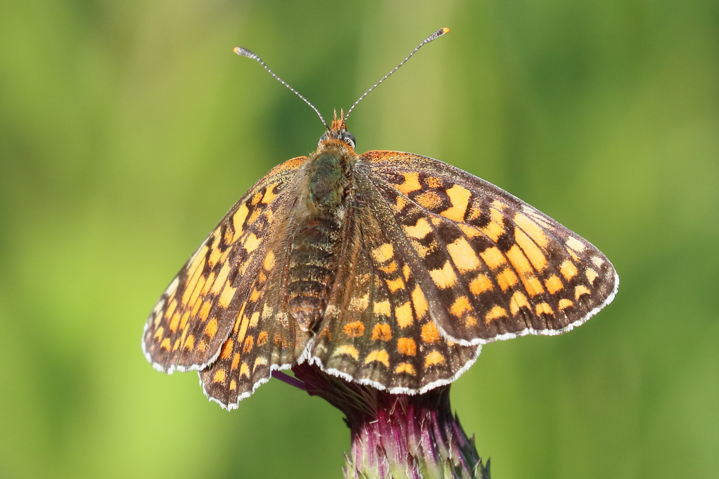 Afficher le média melitaea_phoebe1bd melitaea_phoebe1bd