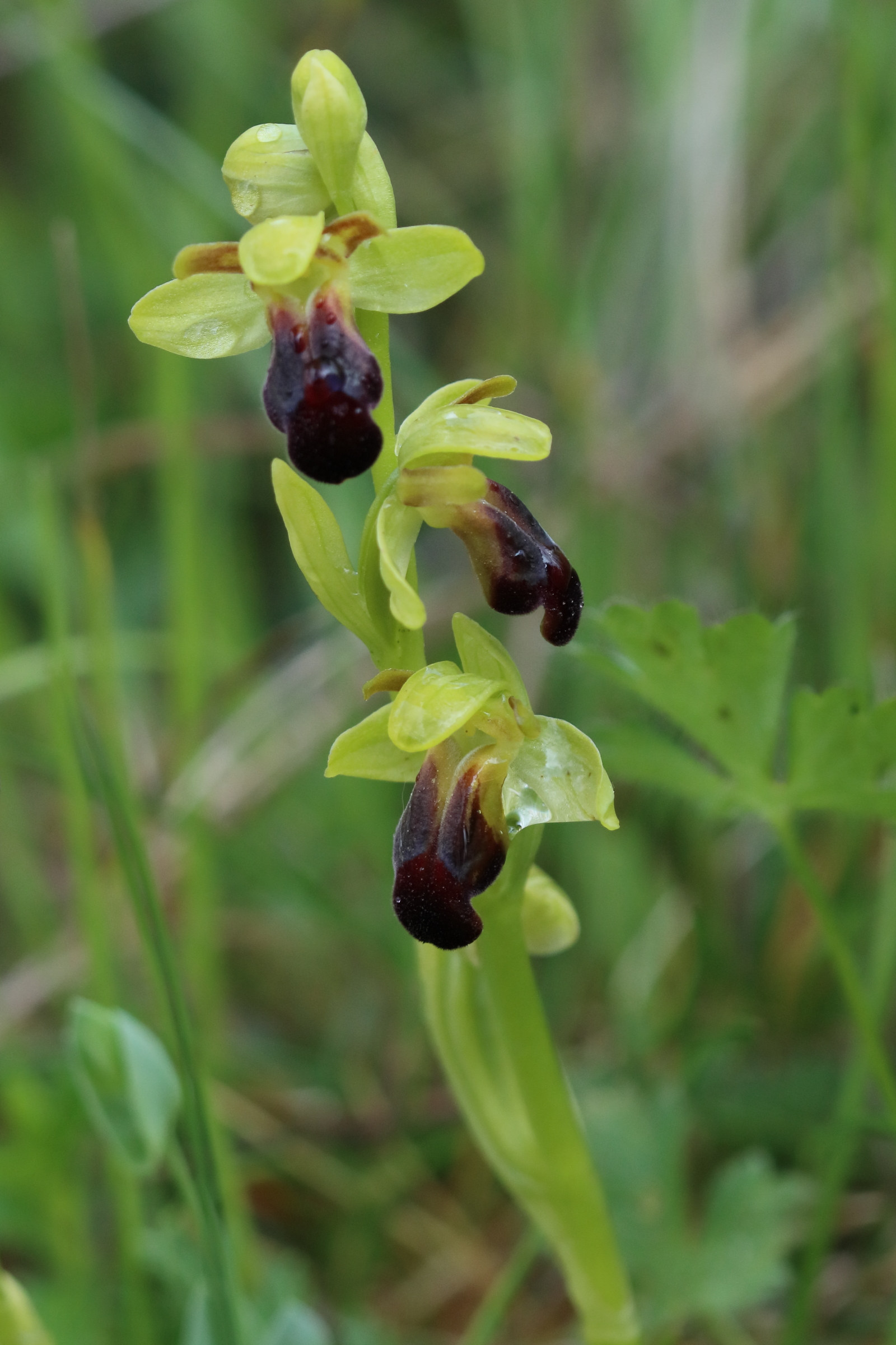 ophrys_fusca4bd