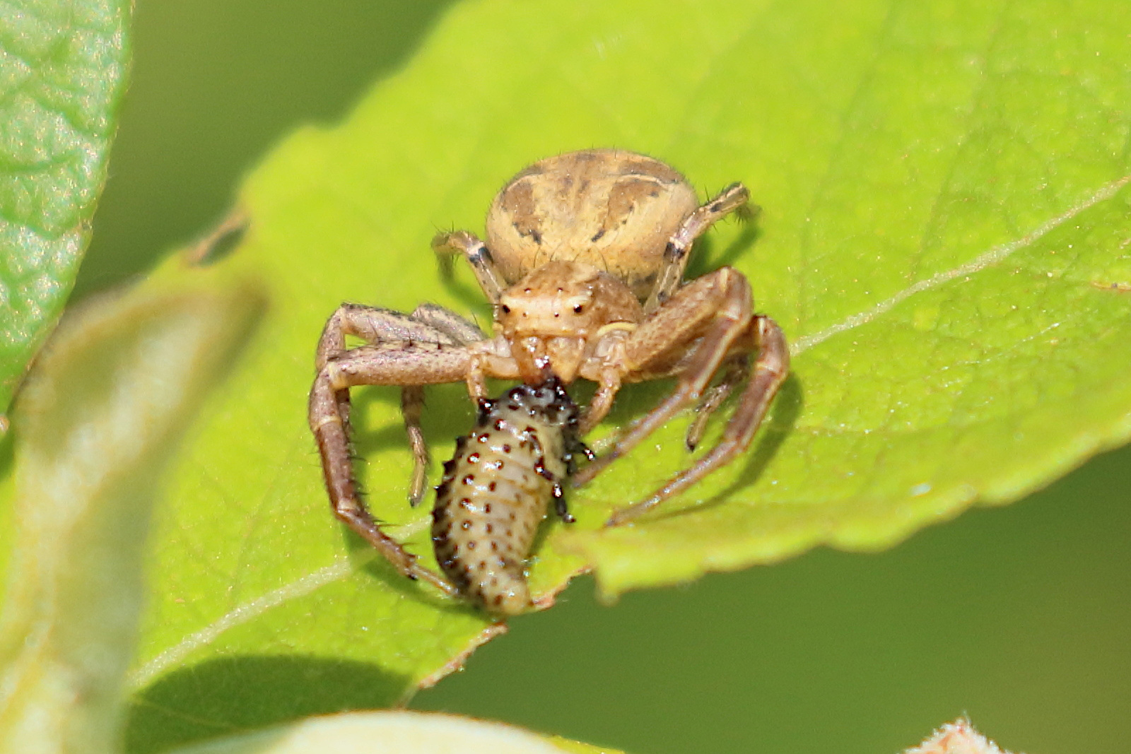 xysticus_cristatus8bd