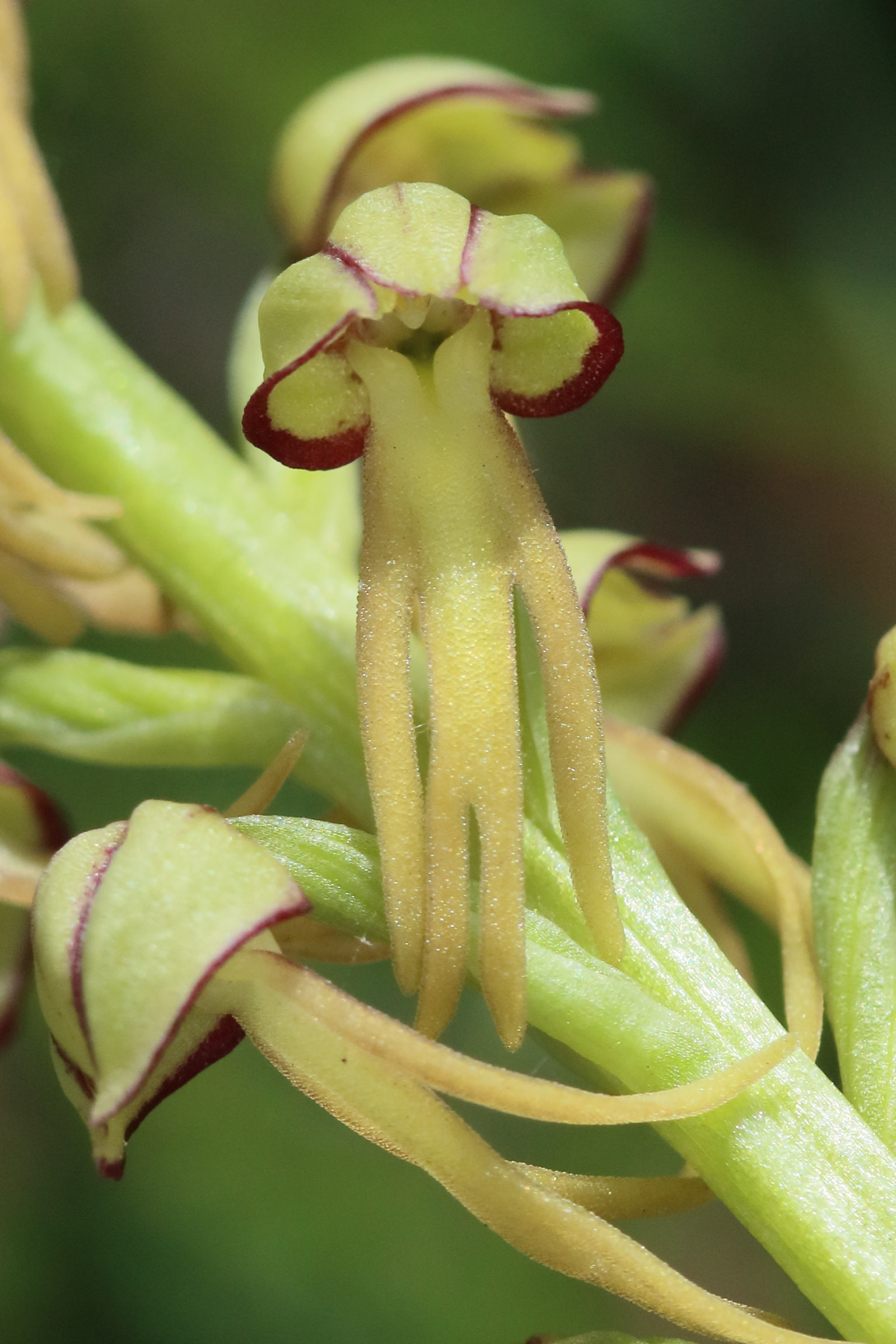 Afficher le média aceras_anthropophorum7bd aceras_anthropophorum7bd