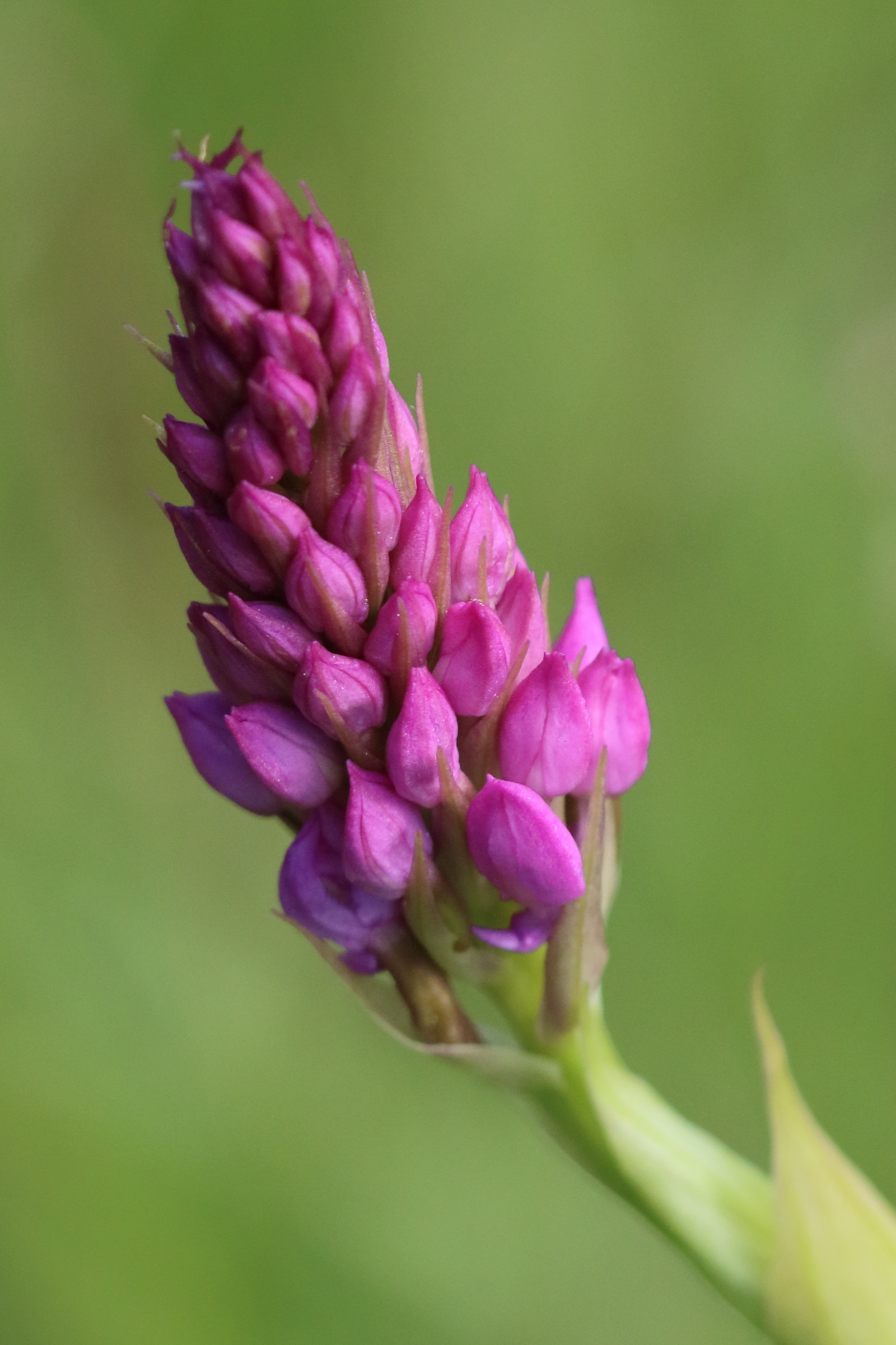 anacamptis_pyramidalis7bd