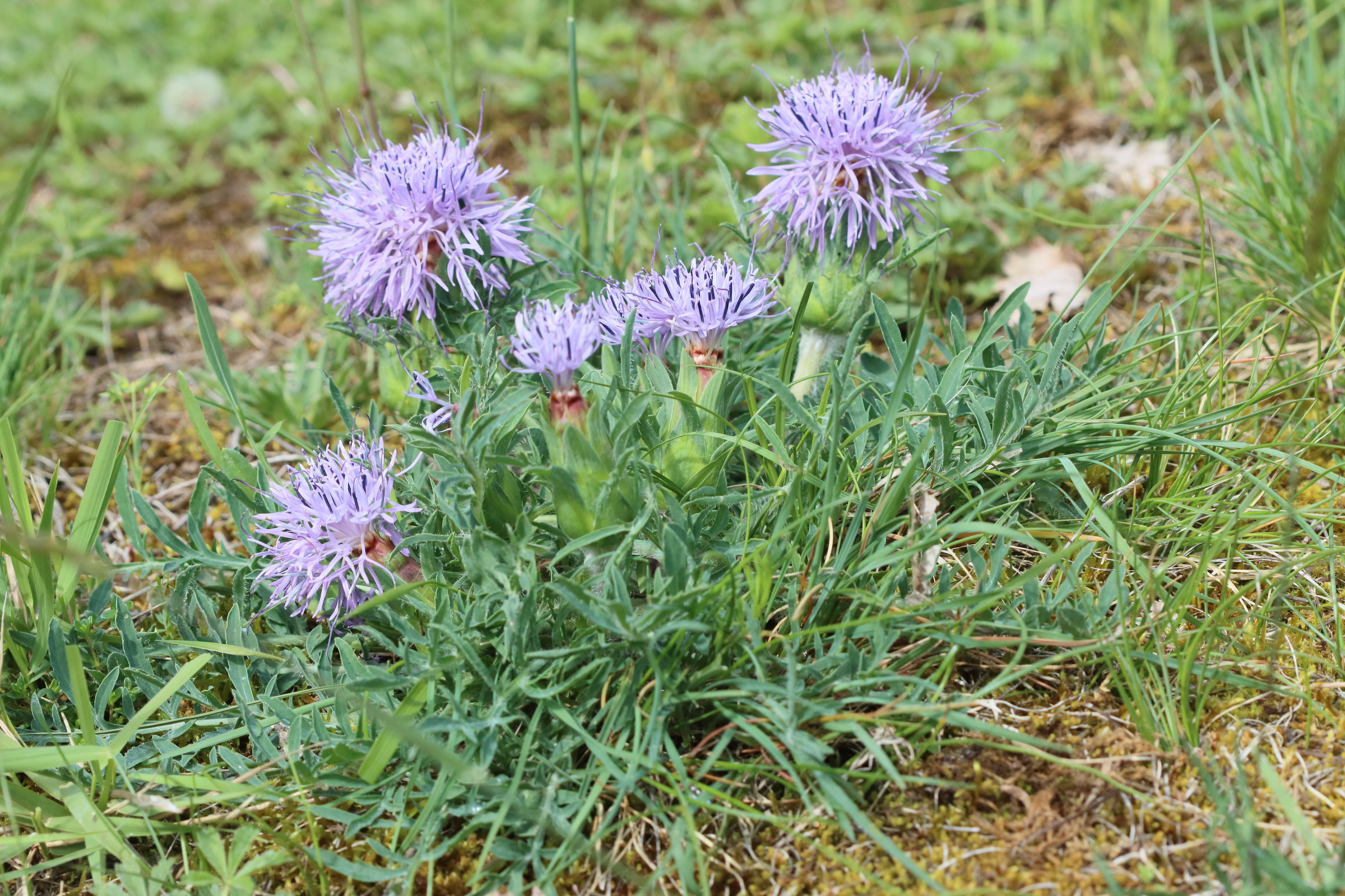 Afficher le média carthamus_mitissimus2bd carthamus_mitissimus2bd