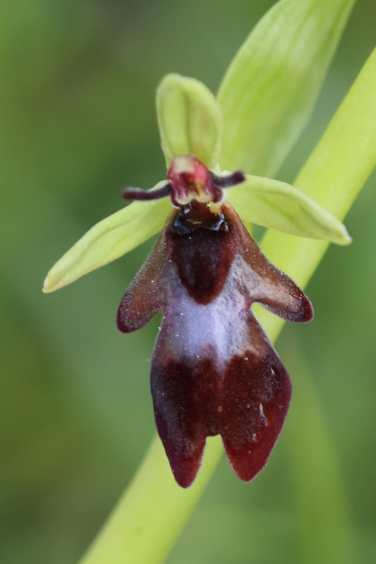 Afficher le média ophrys_insectifera6bd ophrys_insectifera6bd