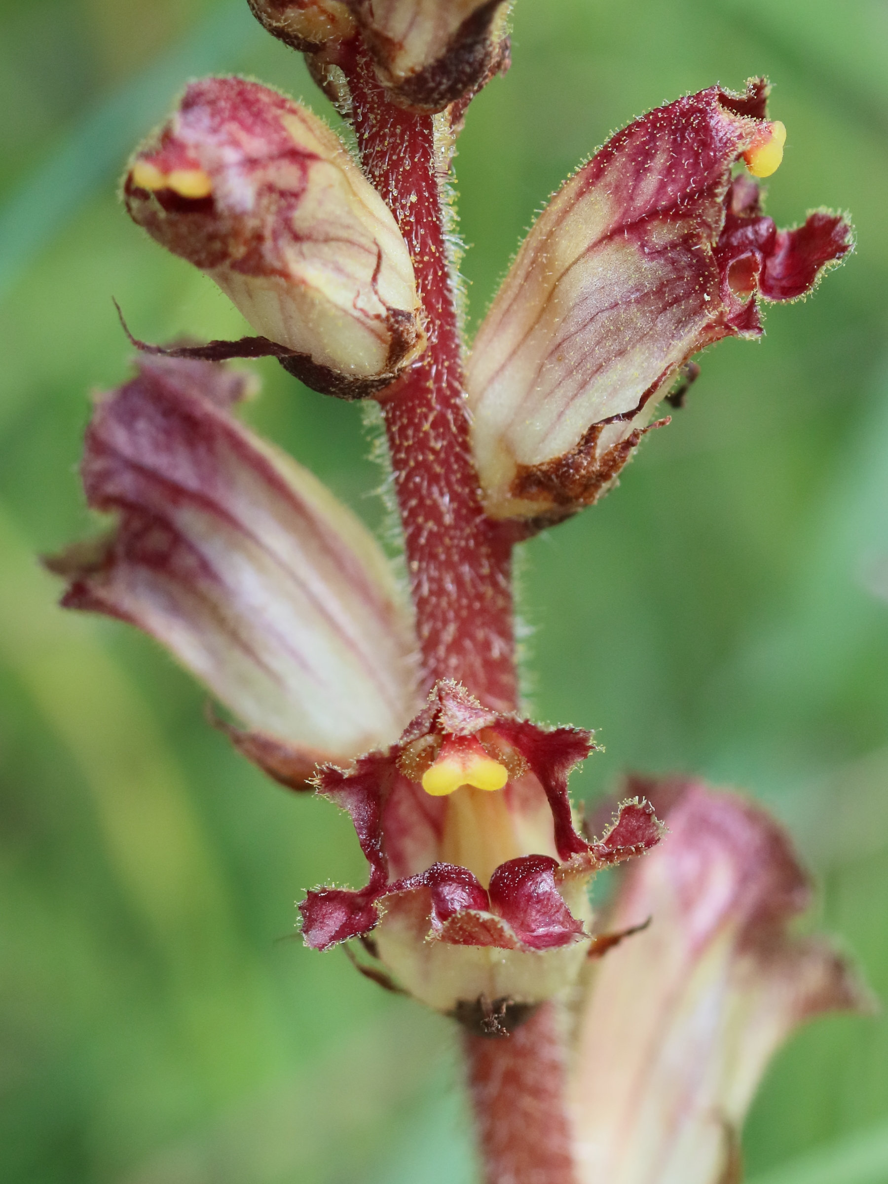 Afficher le média orobanche_gracilis4bd orobanche_gracilis4bd