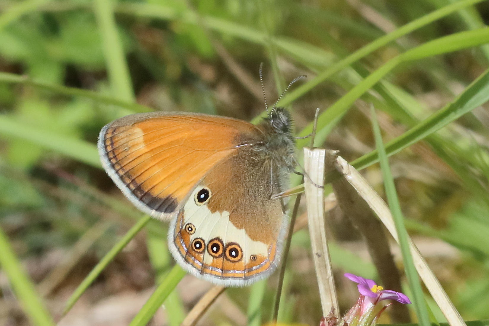 coenonympha_arcaania4bd