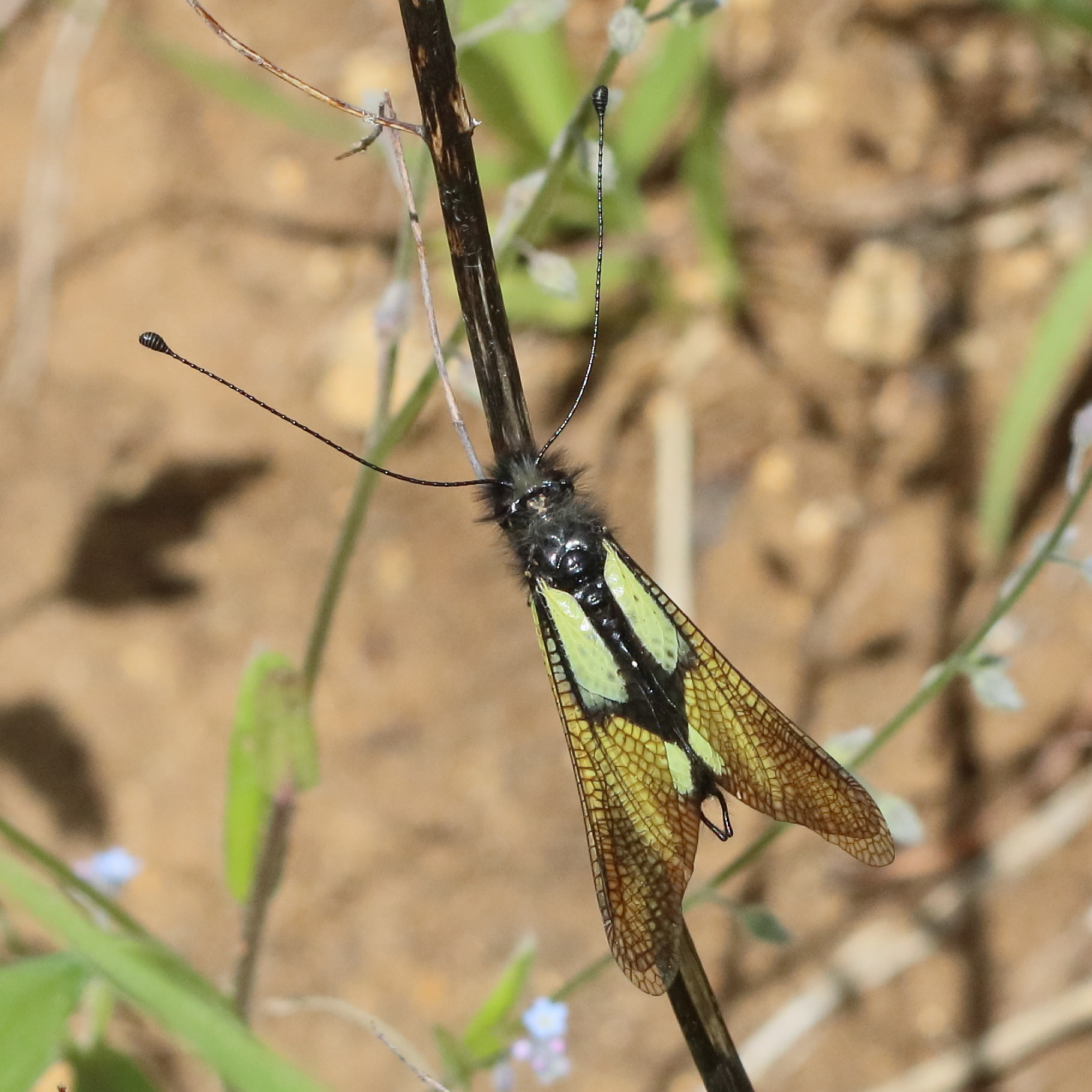 libelloides_coccajus6bd