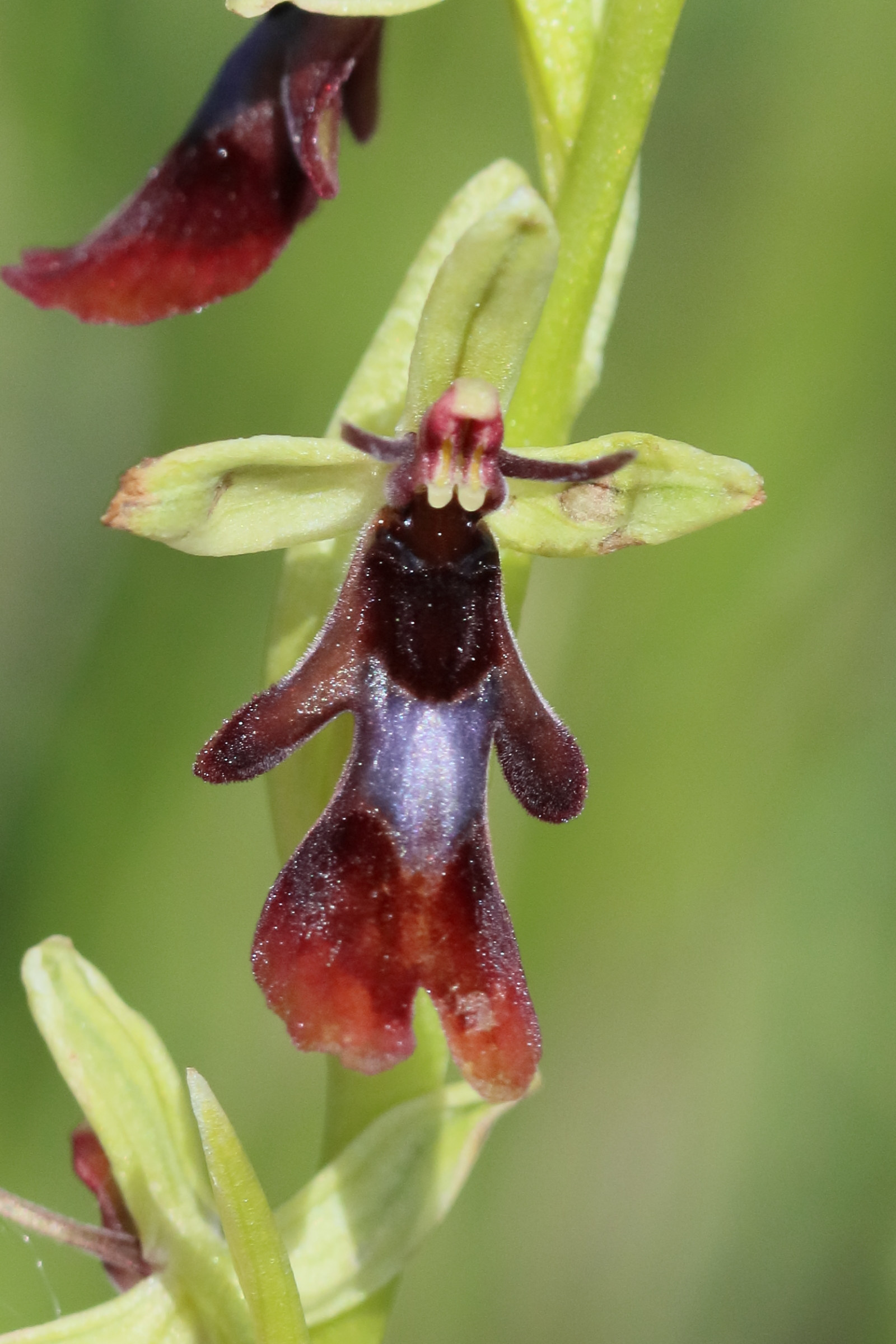 Afficher le média ophrys_insectifera7bdjpg ophrys_insectifera7bdjpg