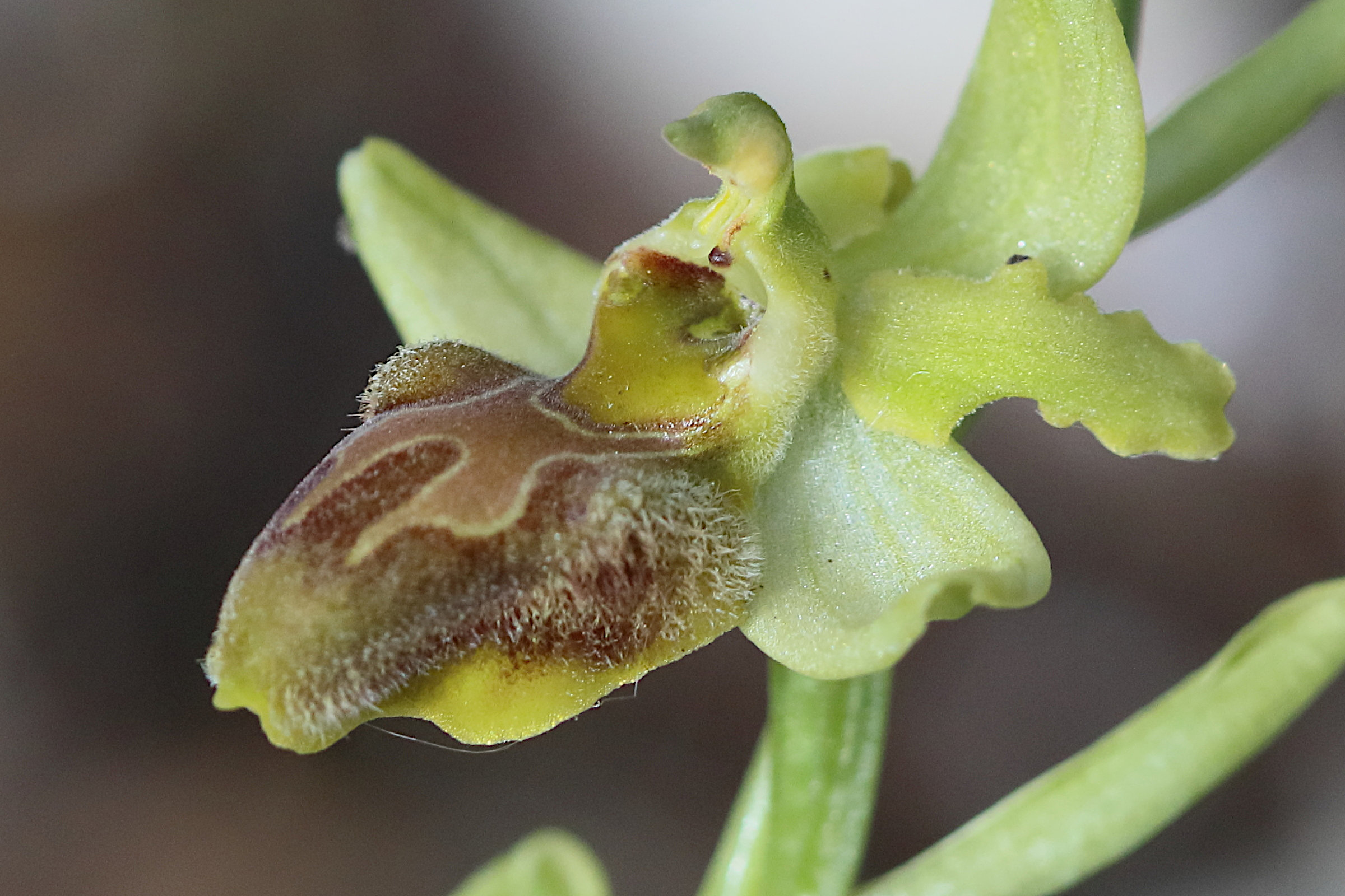 Afficher le média ophrys_sphegodes5bd ophrys_sphegodes5bd