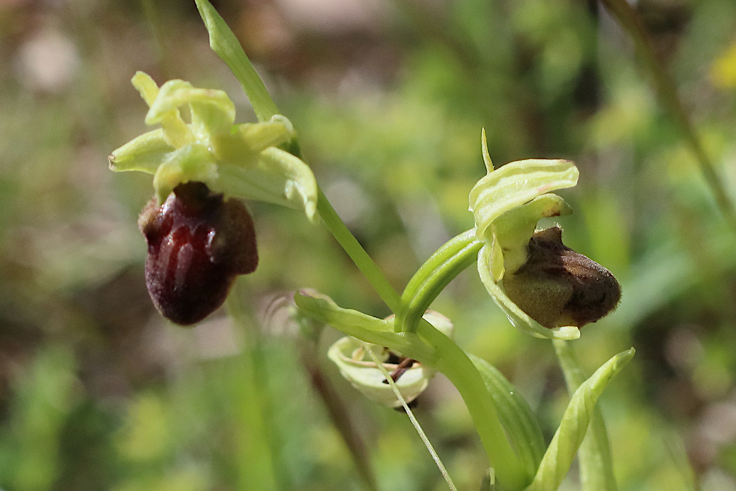 Afficher le média ophrys_sphegodes7bd ophrys_sphegodes7bd