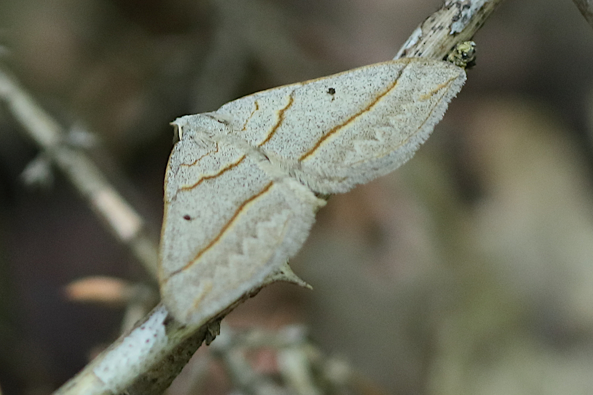 scotopteryx_mucronata1bd