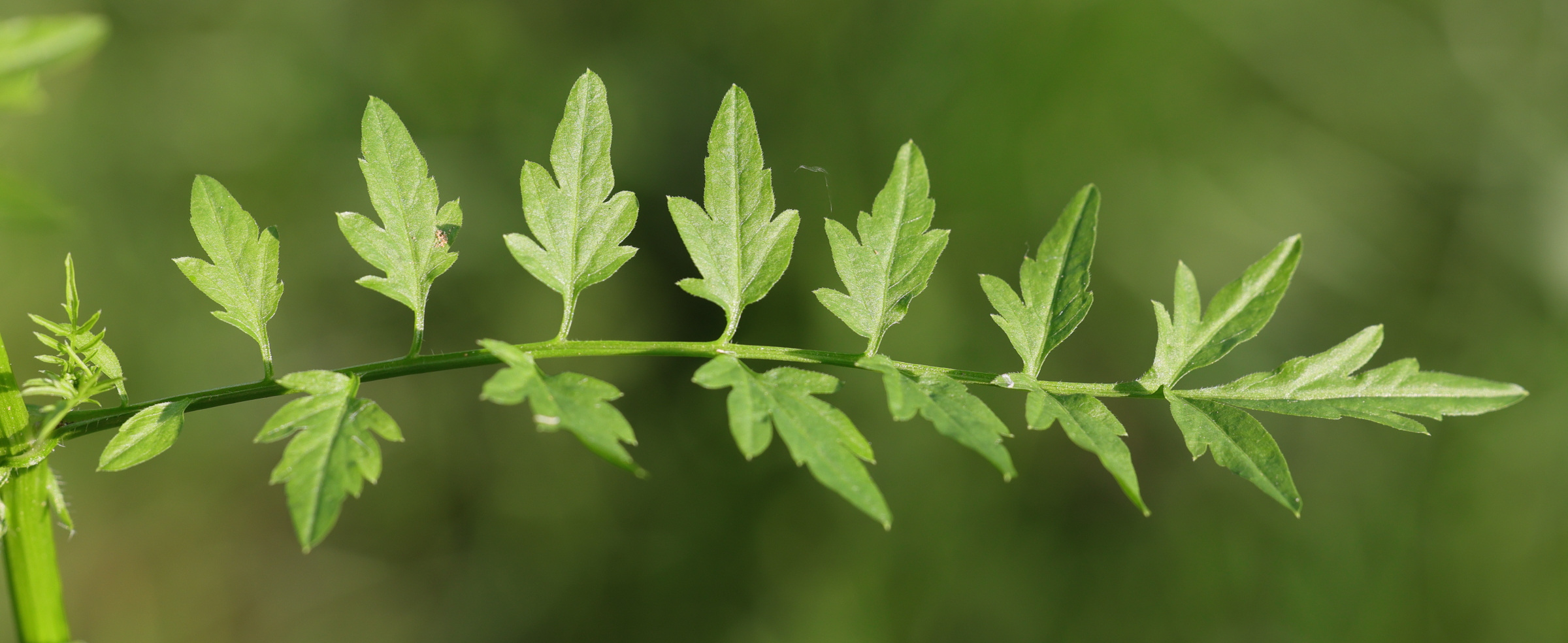 Afficher le média cardamine_impatiens4md cardamine_impatiens4md