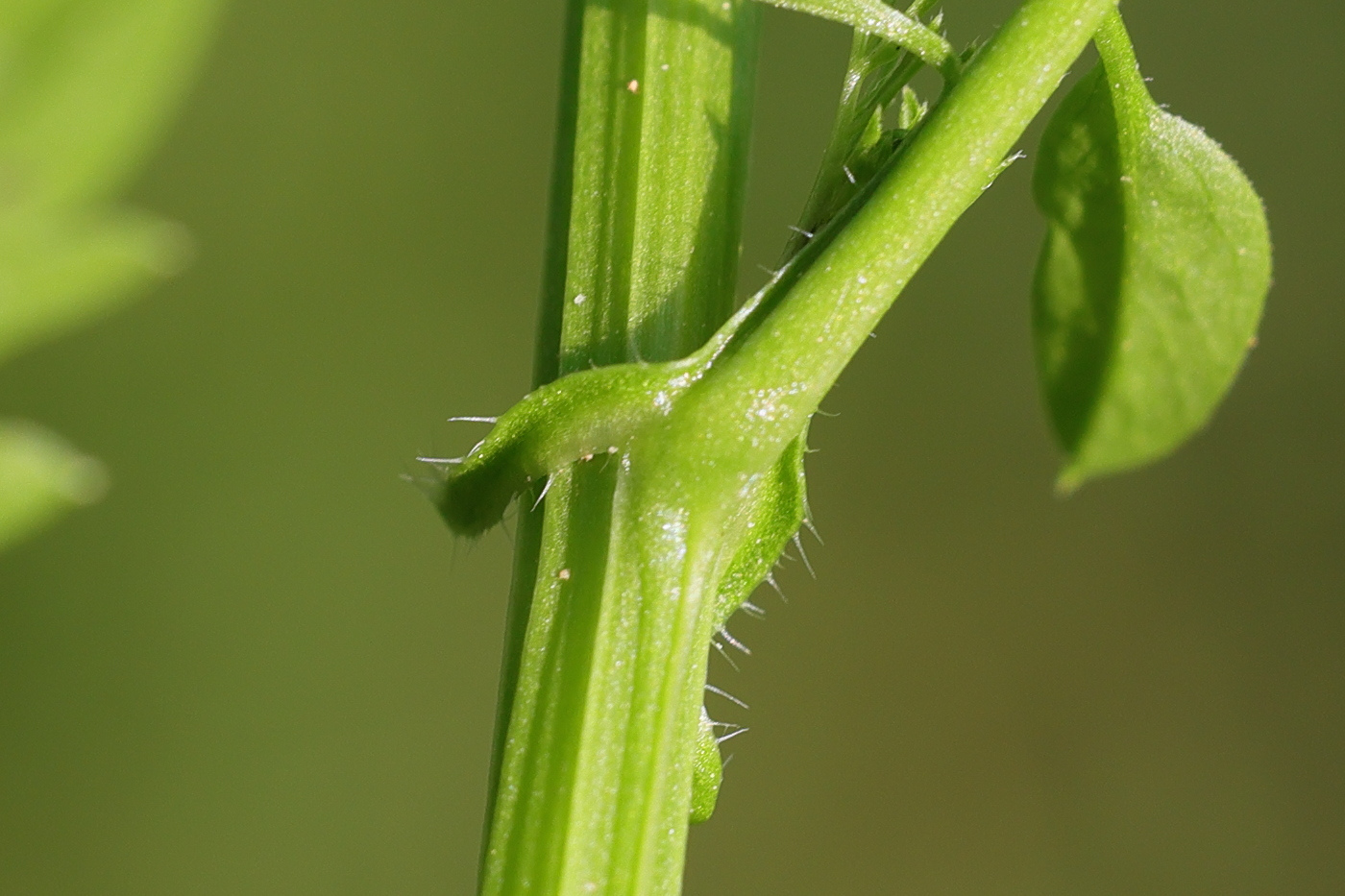 Afficher le média cardamine_impatiens5md cardamine_impatiens5md