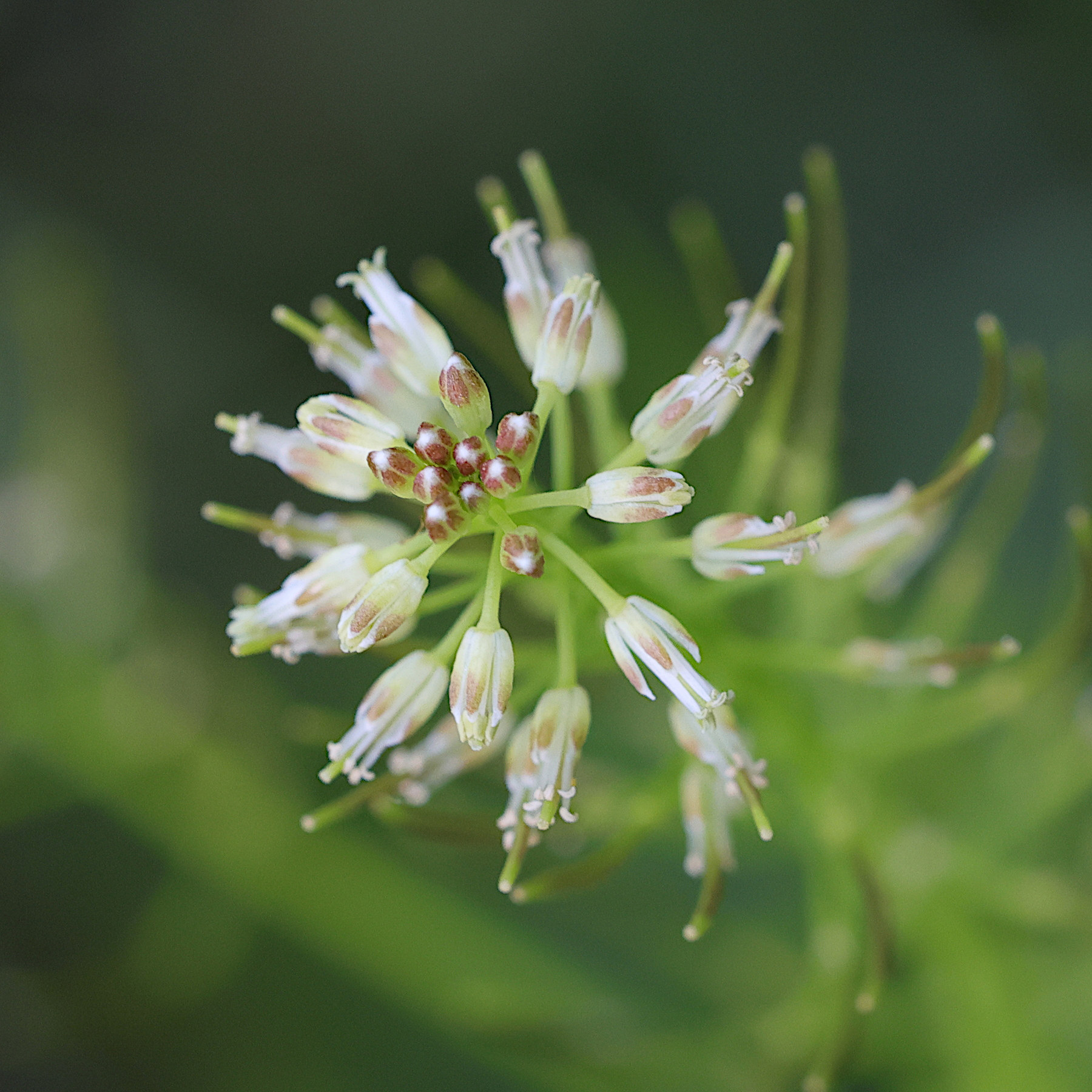 Afficher le média cardamine_impatiens6md cardamine_impatiens6md