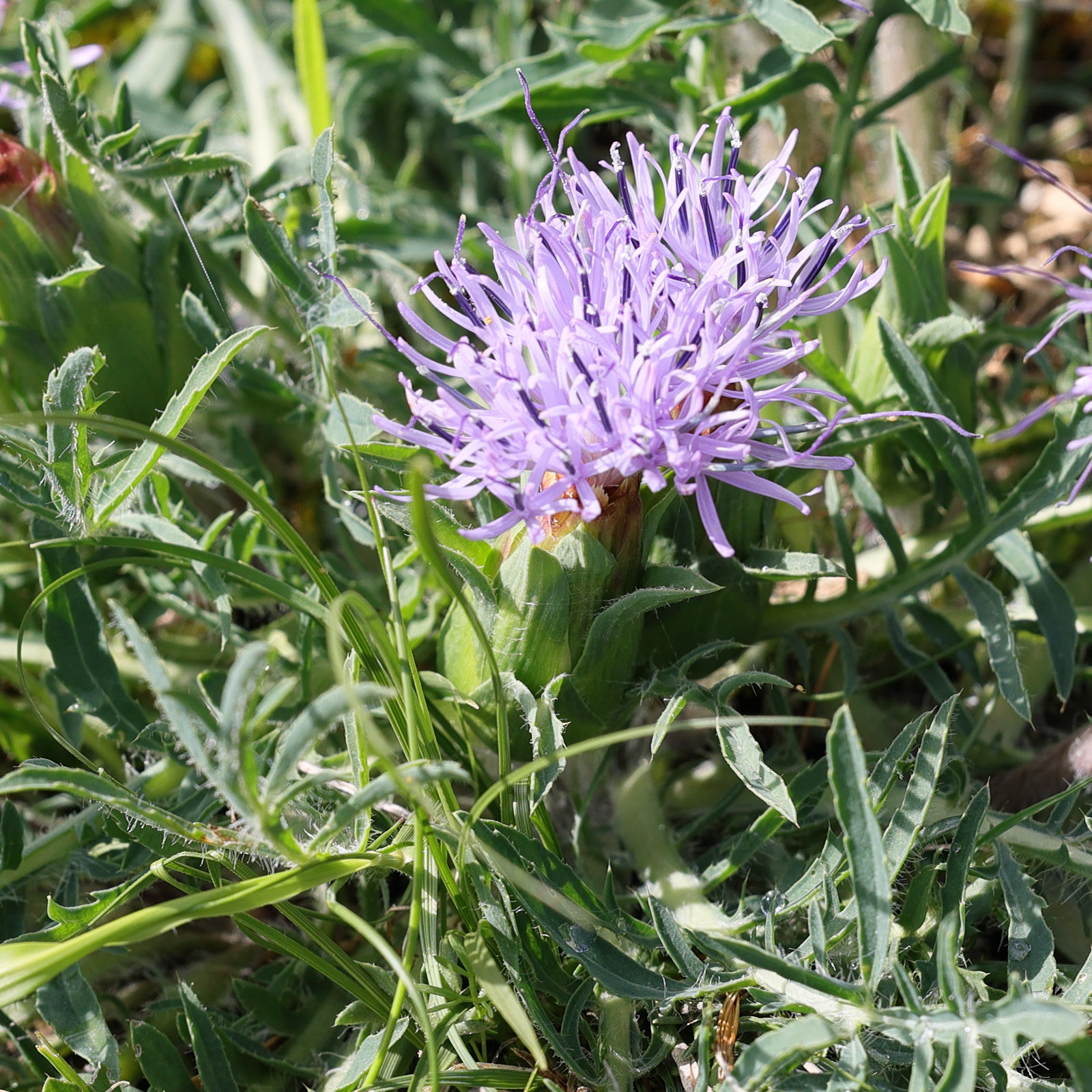 Afficher le média carthamus_mitissimus4md carthamus_mitissimus4md