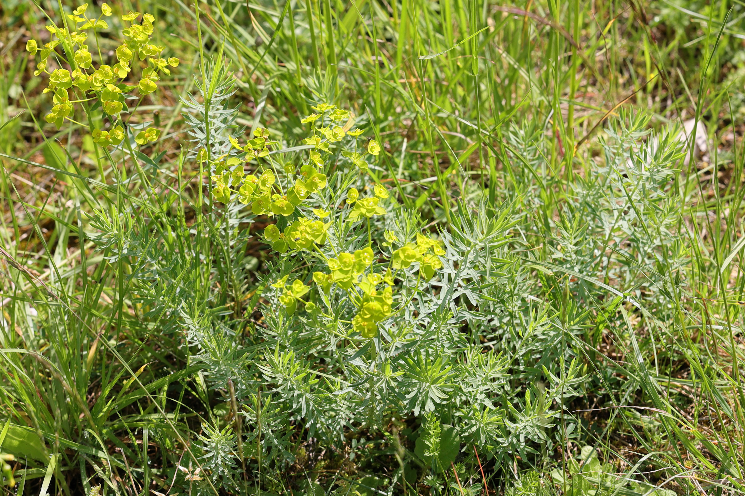 Afficher le média euphorbia_seguieriana1md euphorbia_seguieriana1md