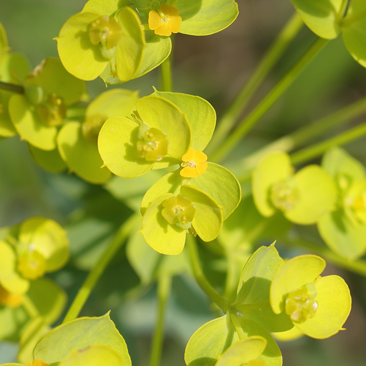 Afficher le média euphorbia_seguieriana5md euphorbia_seguieriana5md