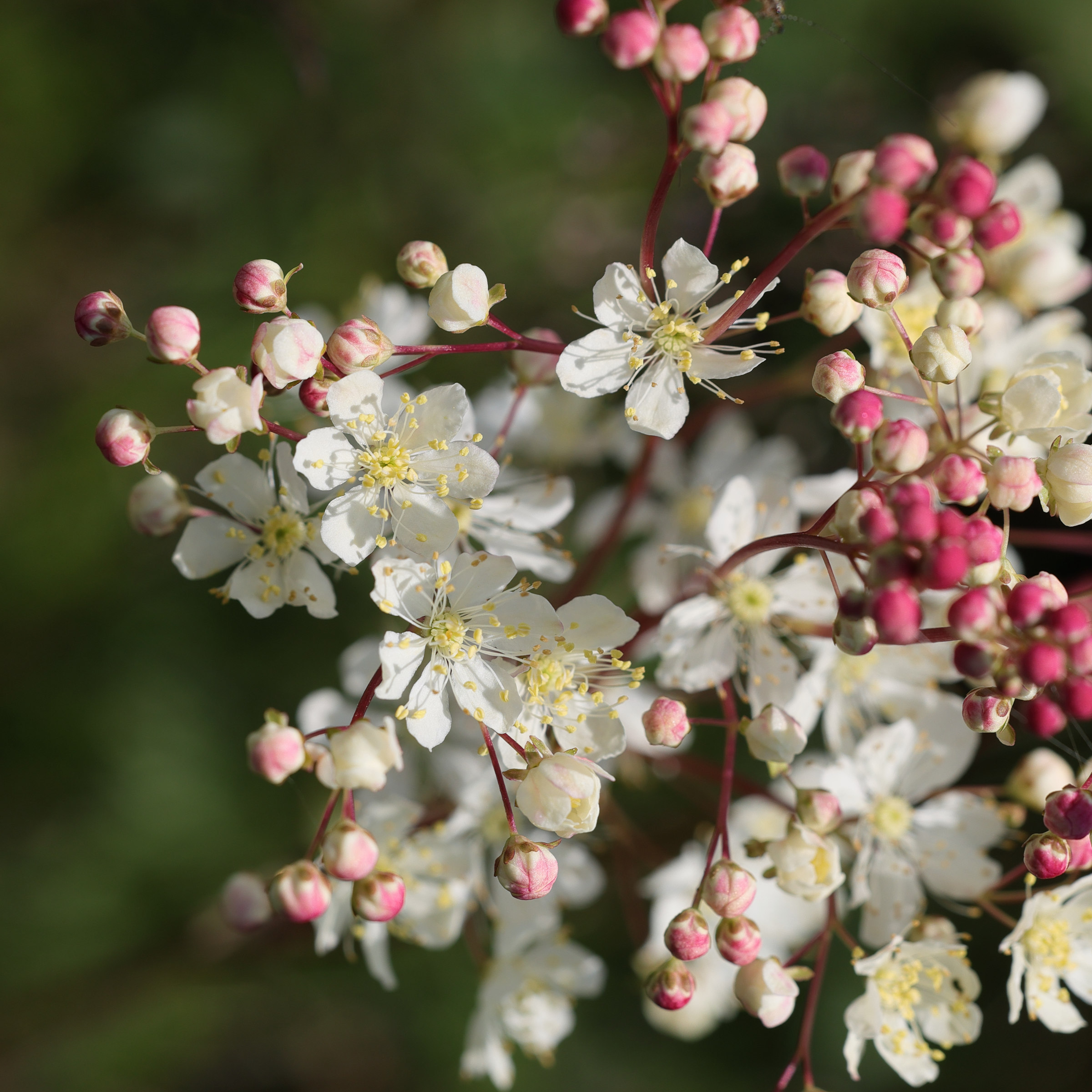 Afficher le média filipendula_vulgaris2md filipendula_vulgaris2md