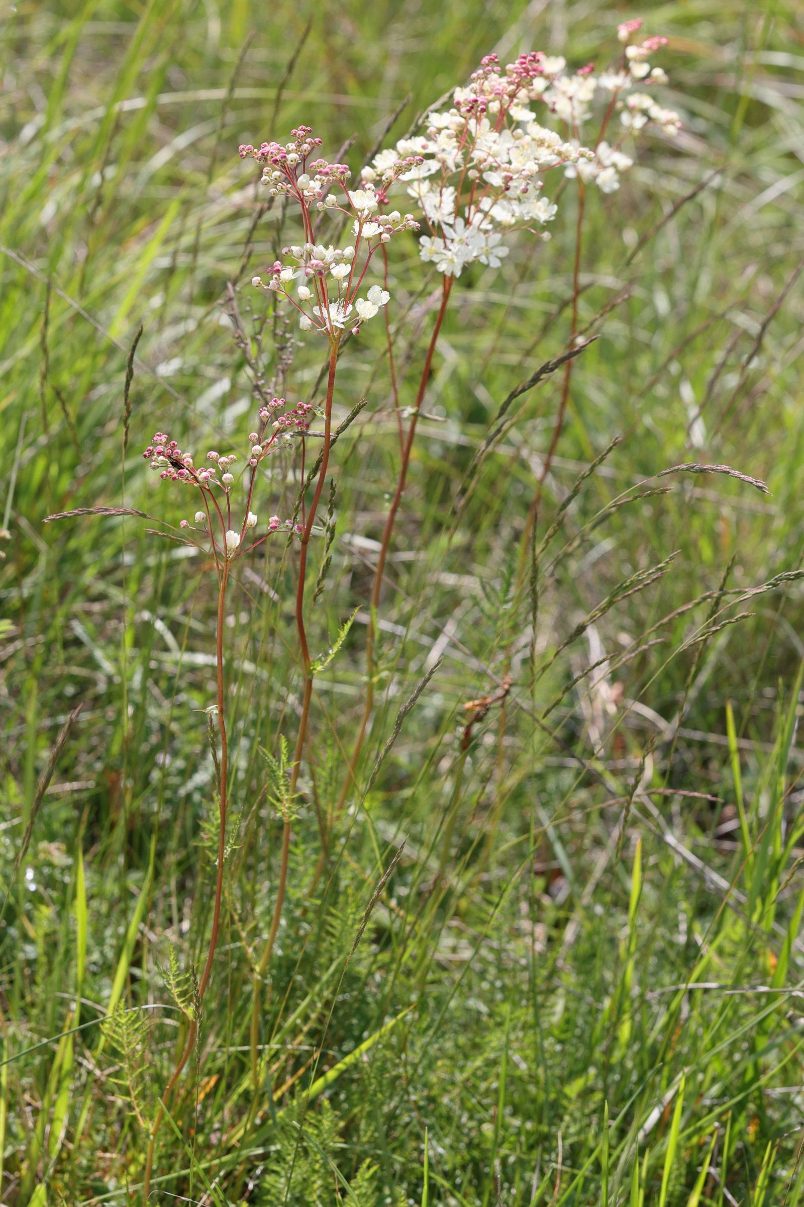 Afficher le média filipendula_vulgaris4md filipendula_vulgaris4md