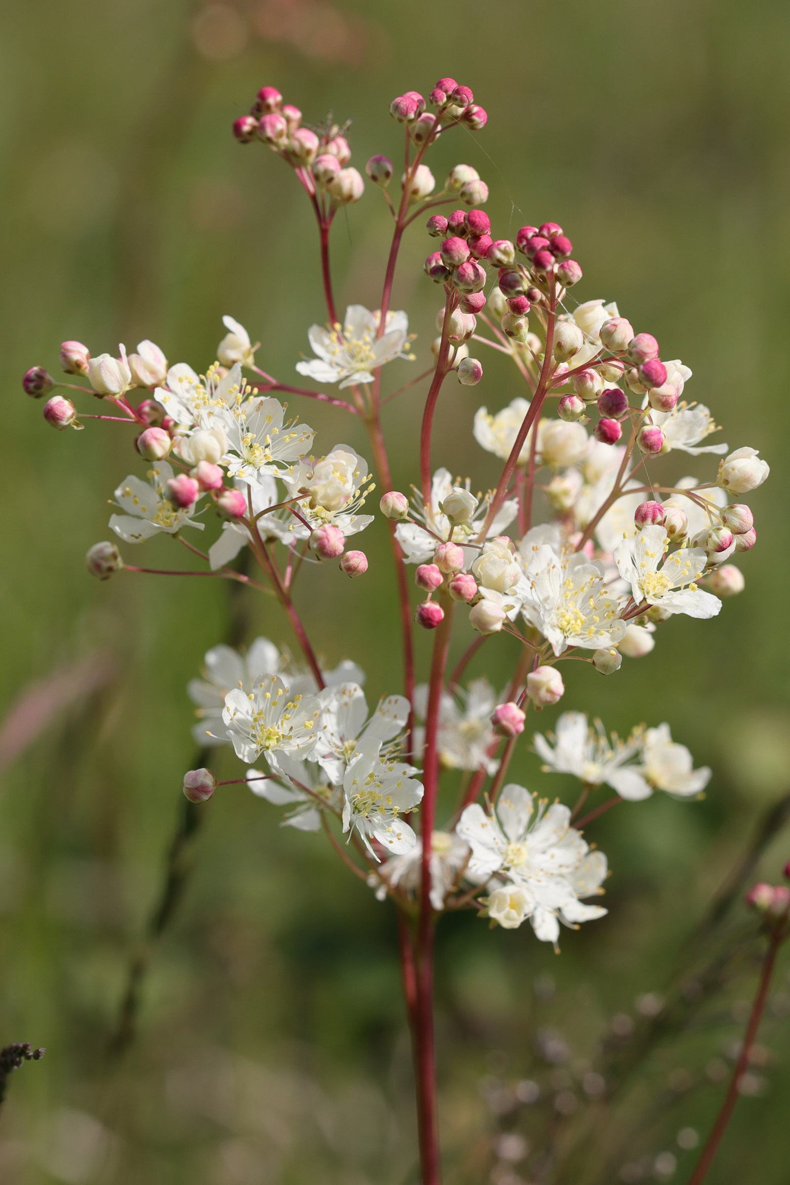 Afficher le média filipendula_vulgaris5md filipendula_vulgaris5md