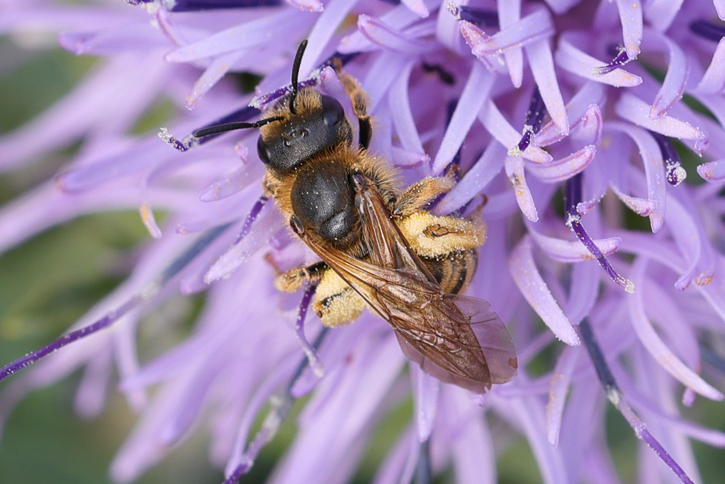 halictus_scabiosae7md