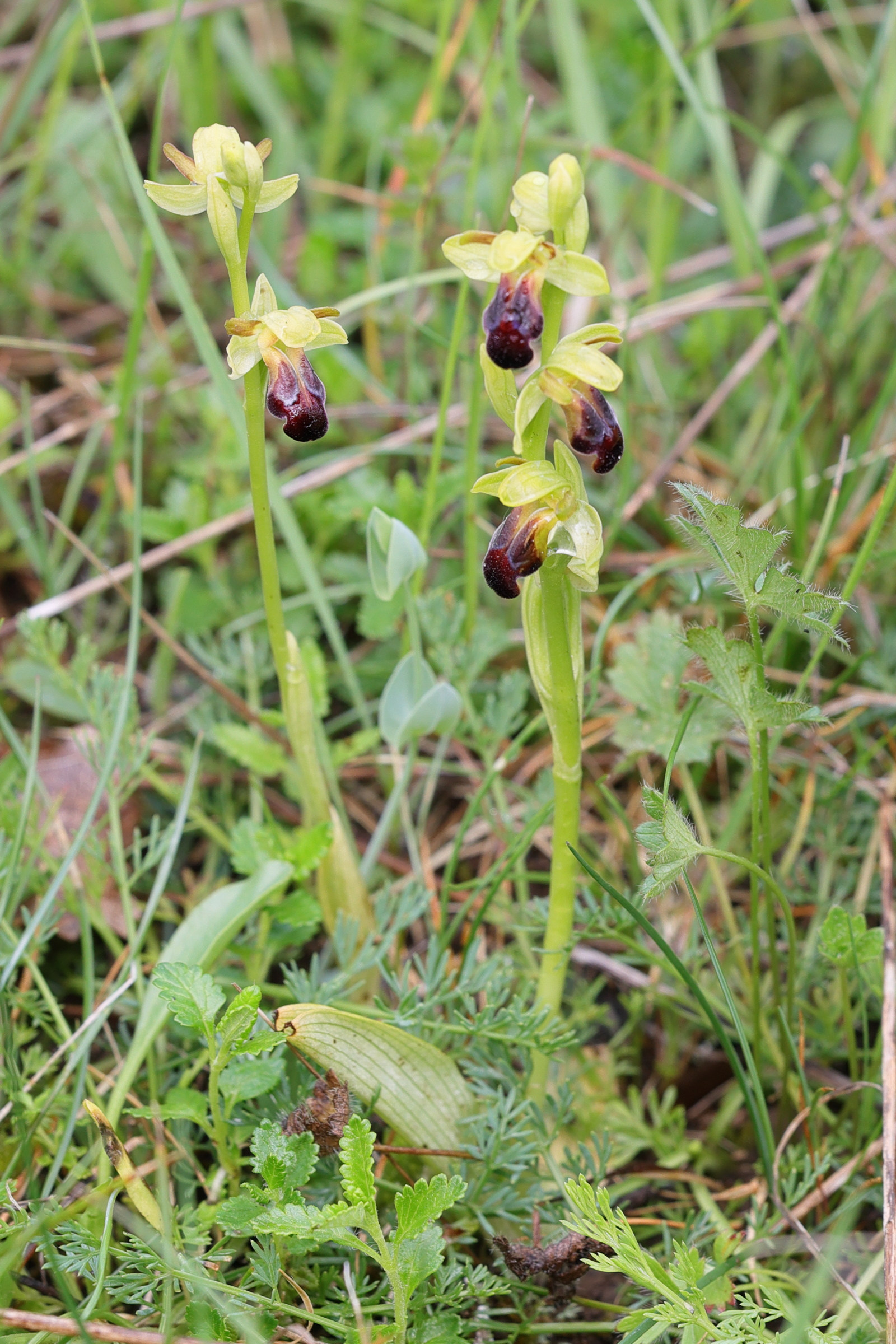 ophrys_fusca5md