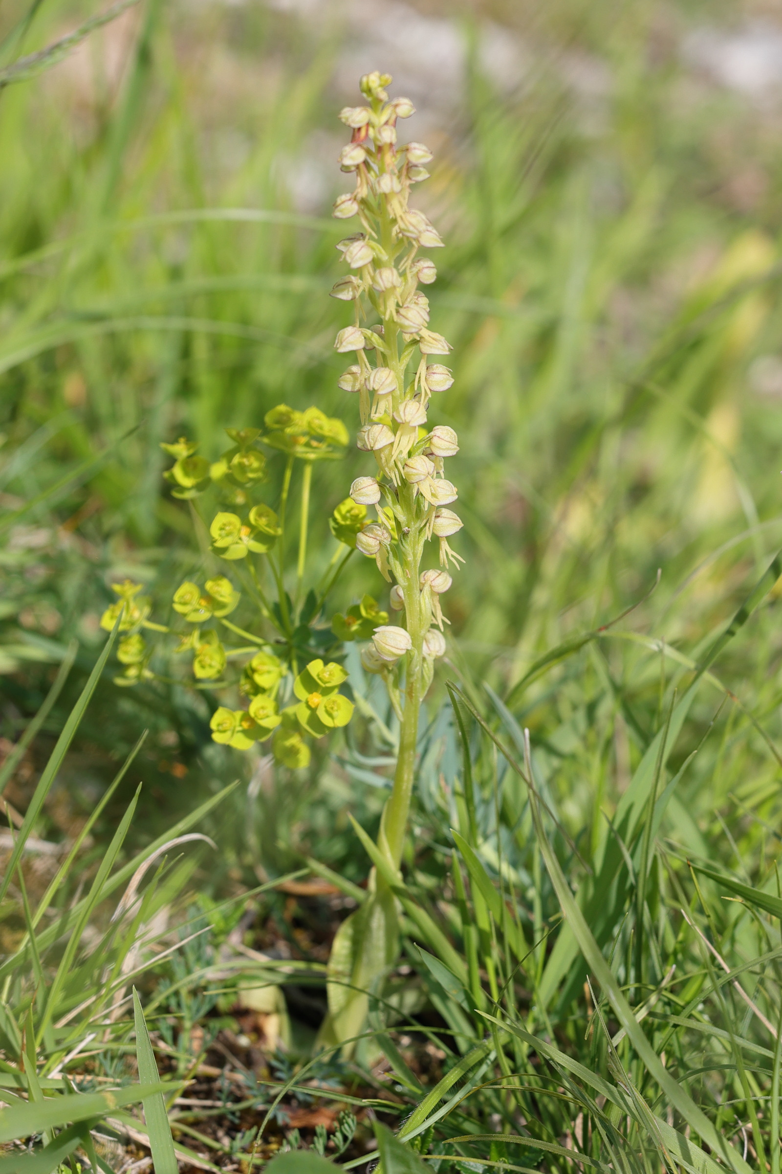 Afficher le média orchis_anthropophora1md orchis_anthropophora1md