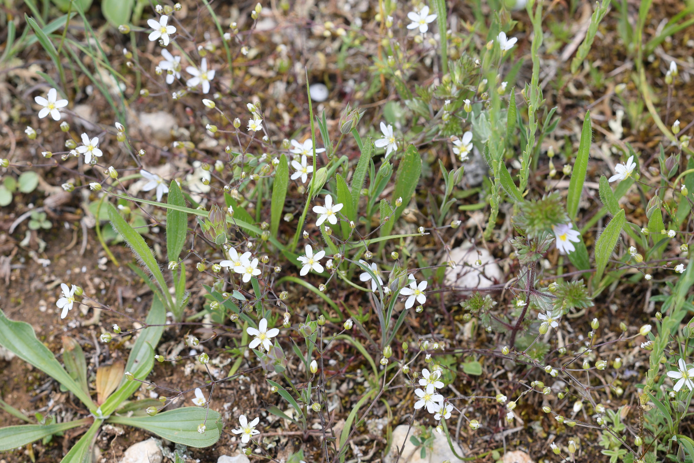 Afficher le média arenaria_controversa1md arenaria_controversa1md