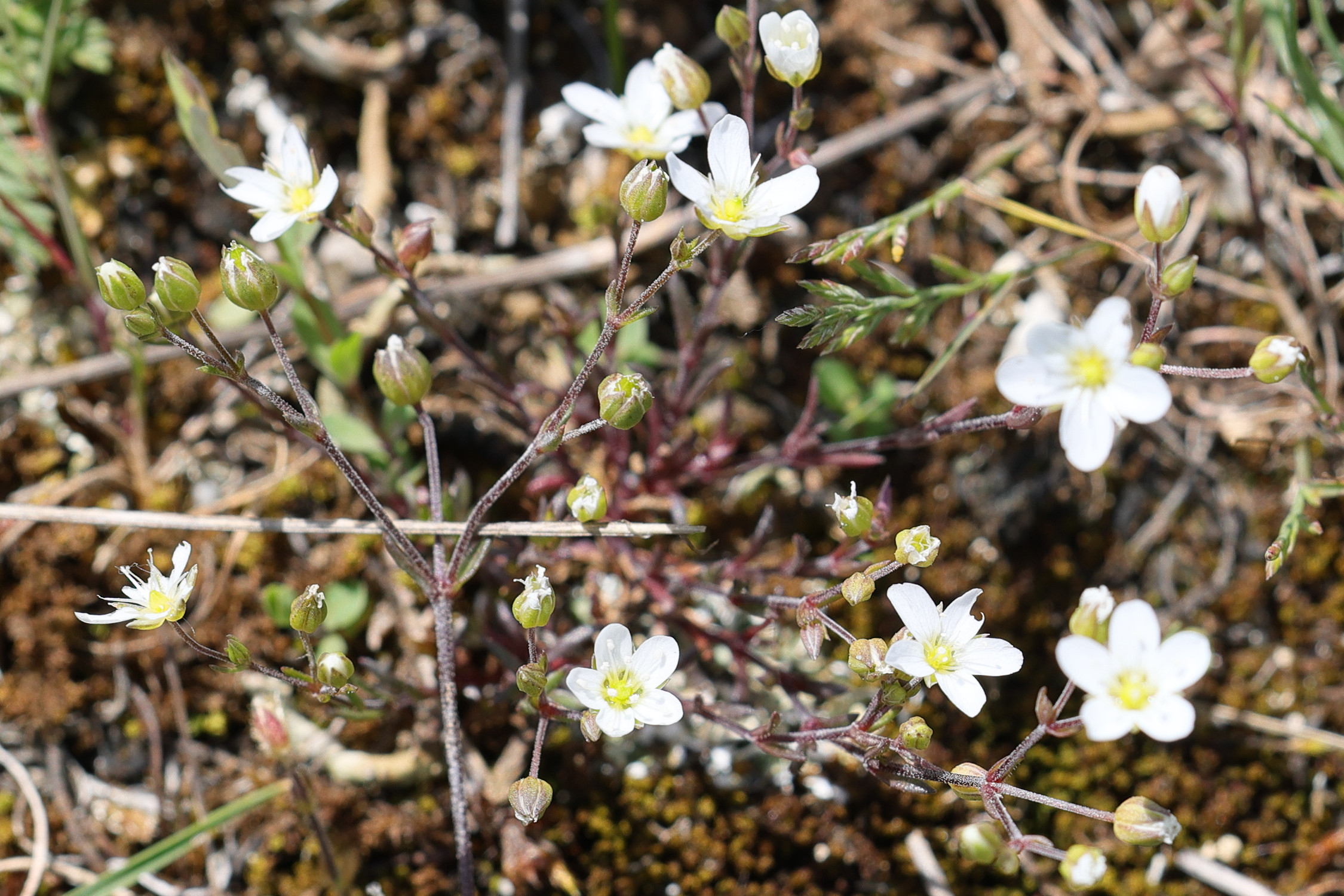 Afficher le média arenaria_controversa2md arenaria_controversa2md