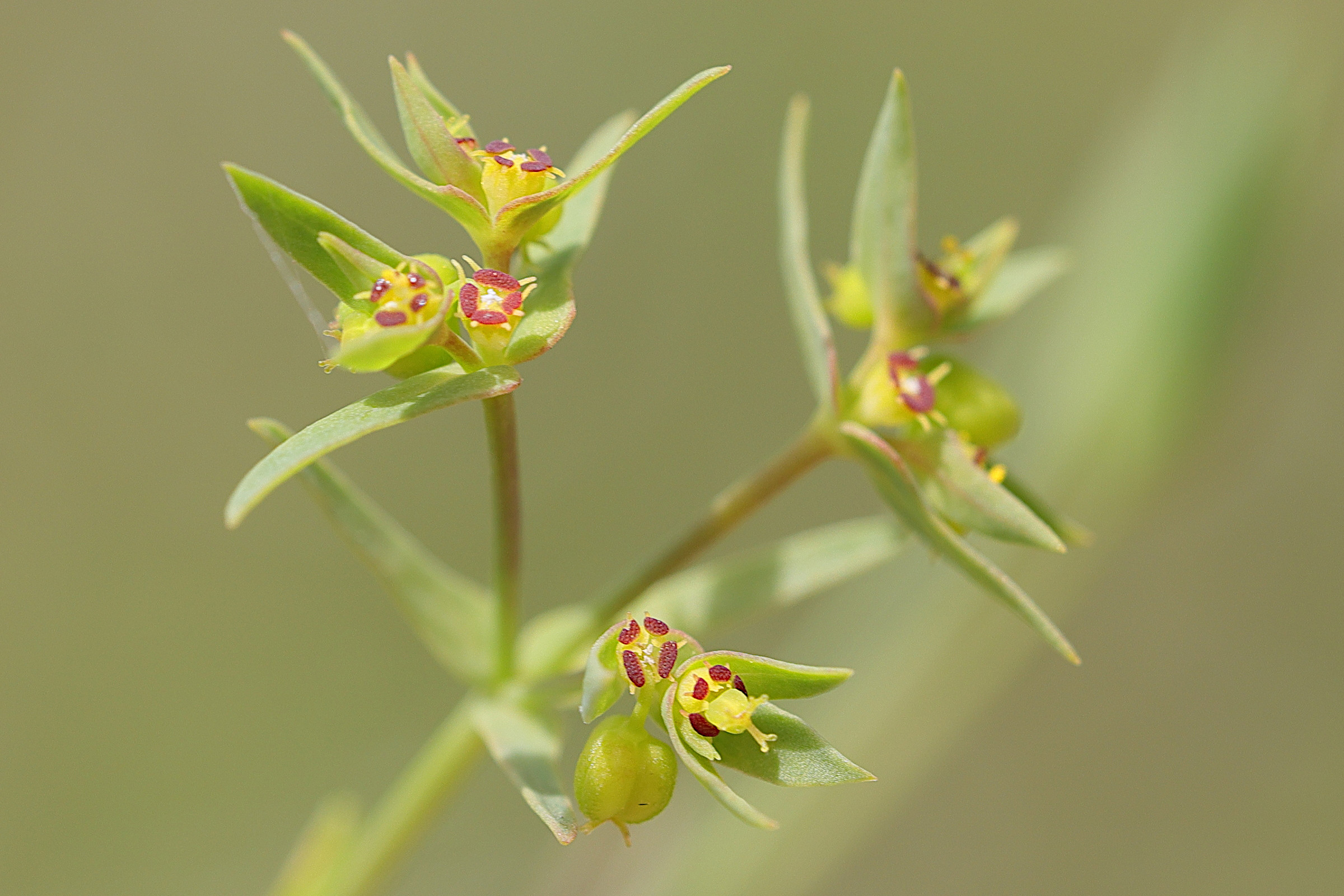 Afficher le média euphorbia_exigua1md euphorbia_exigua1md