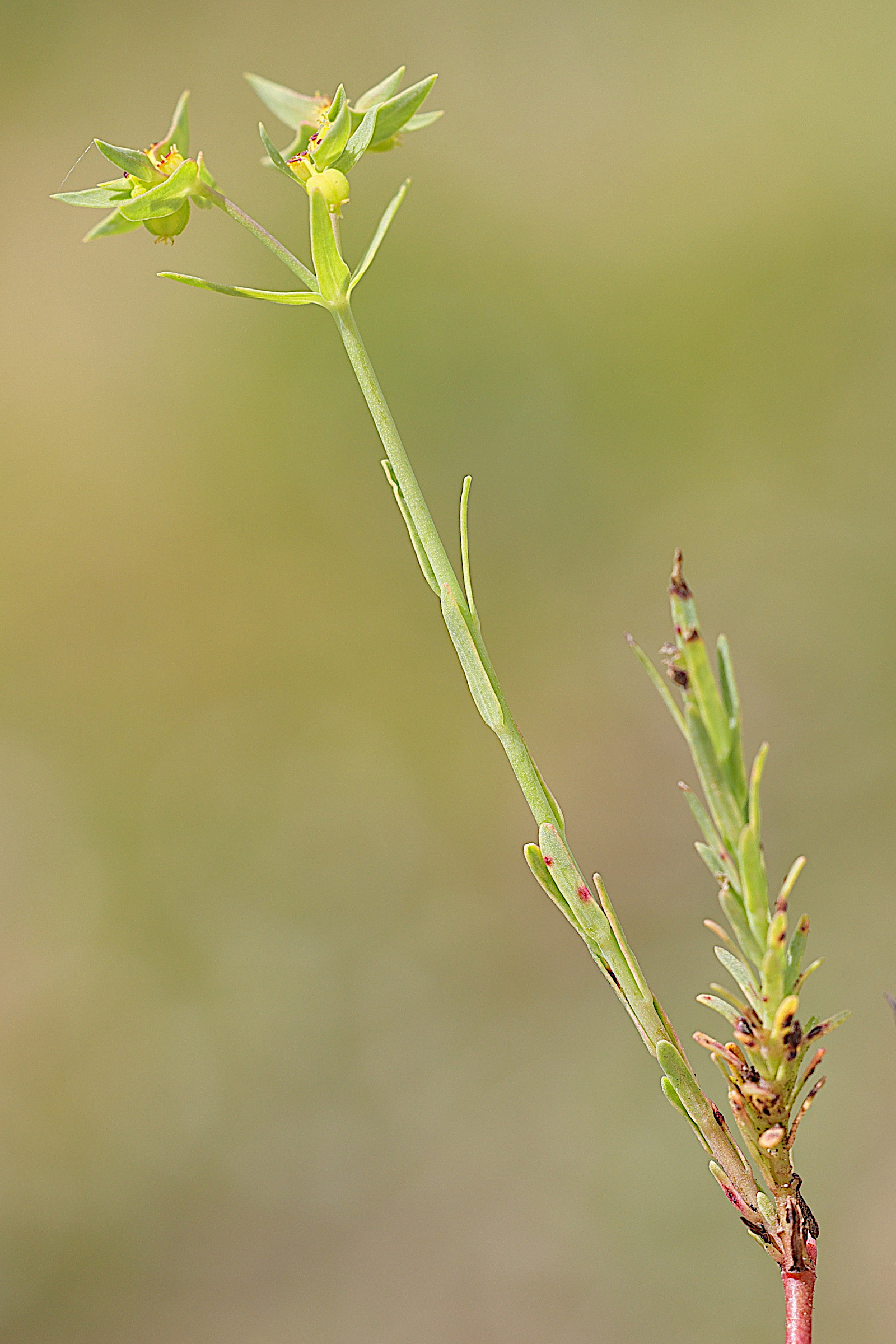 Afficher le média euphorbia_exigua2md euphorbia_exigua2md