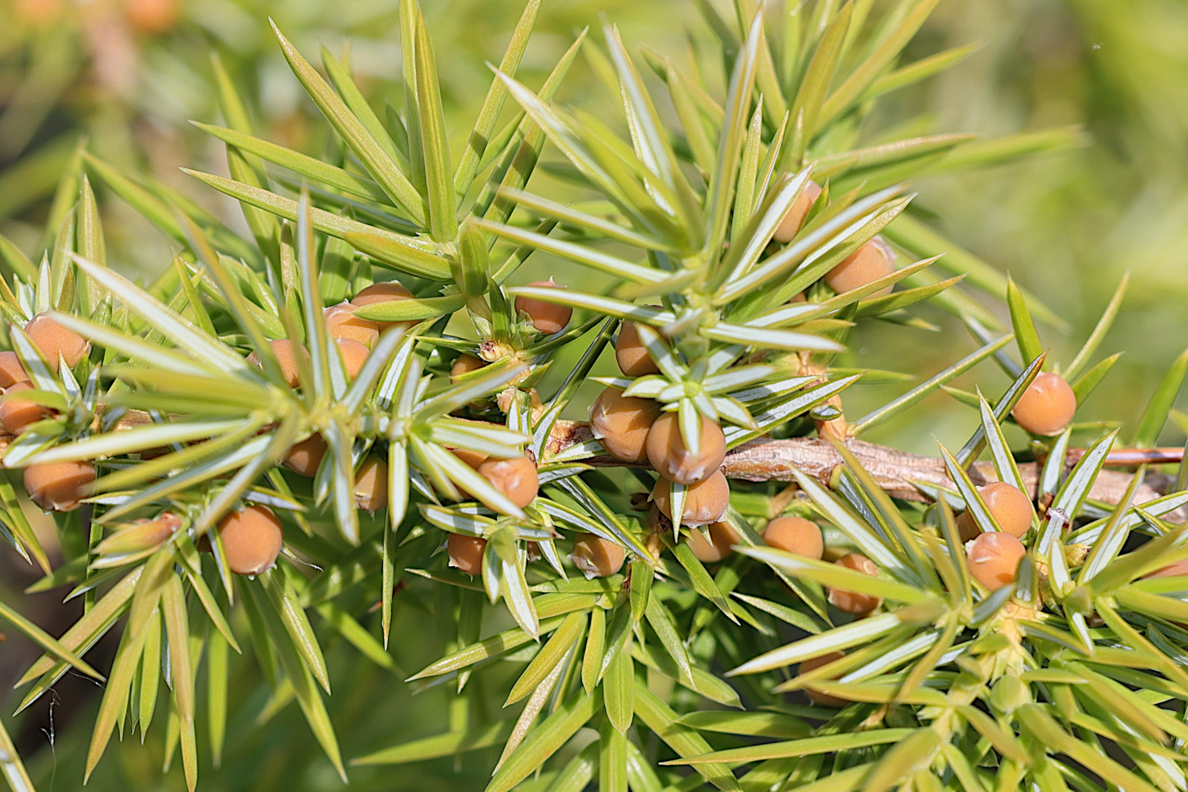 juniperus_communis4md