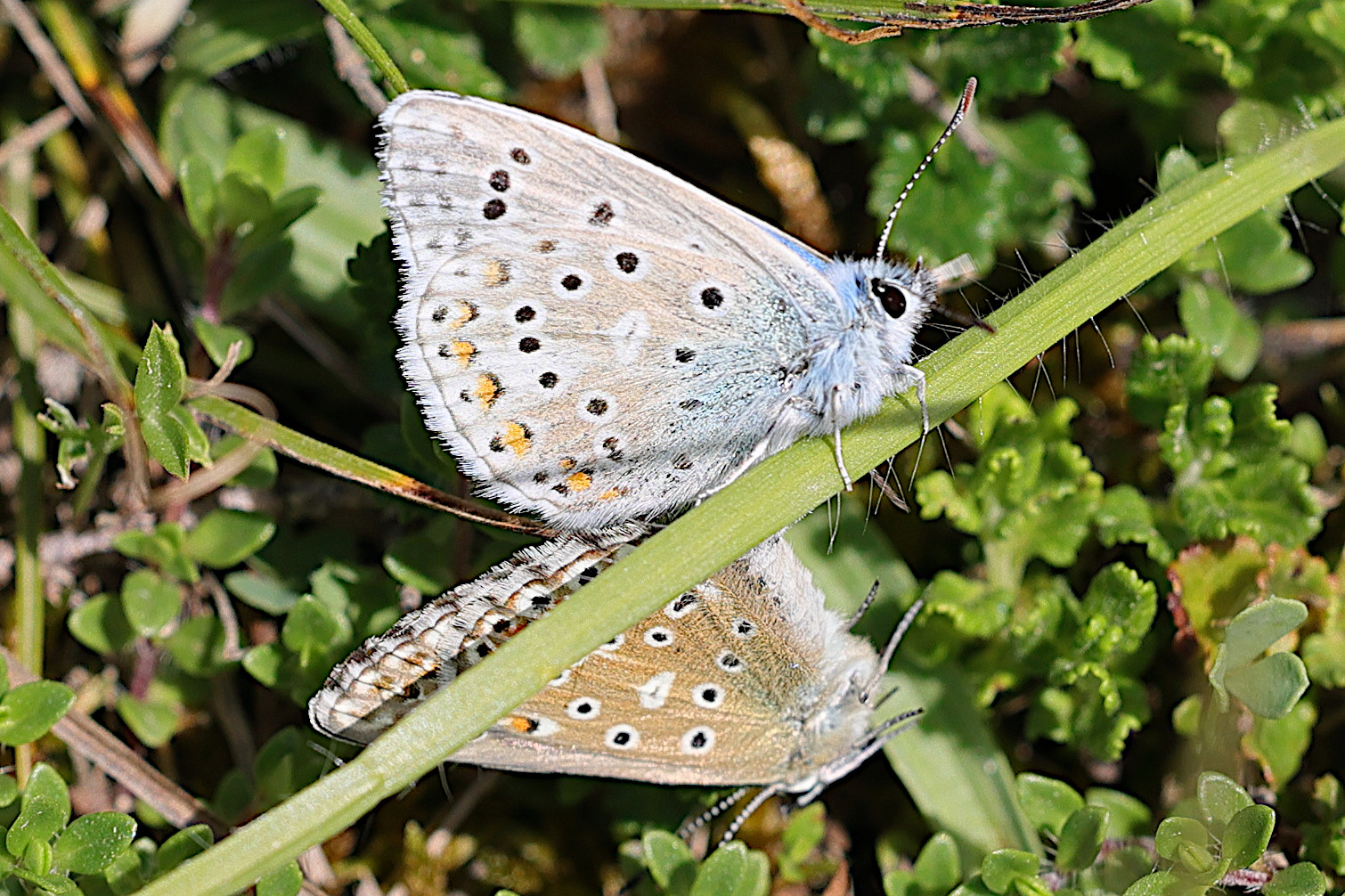 lysandra_bellargus6md