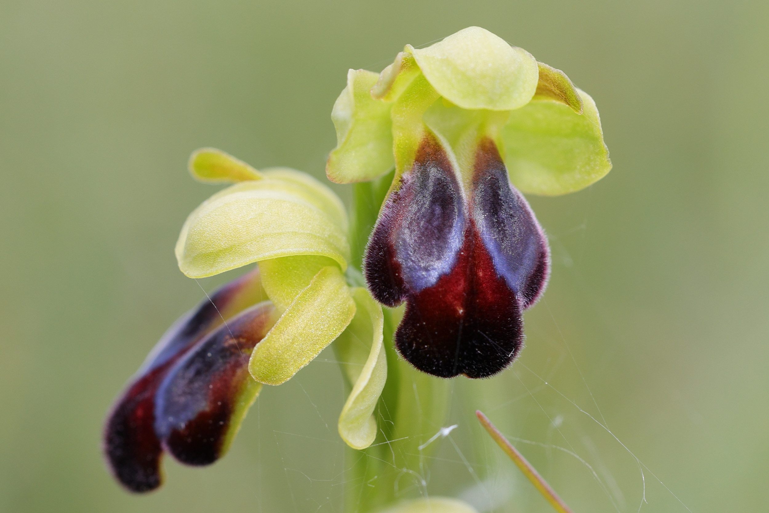 ophrys_fusca6md