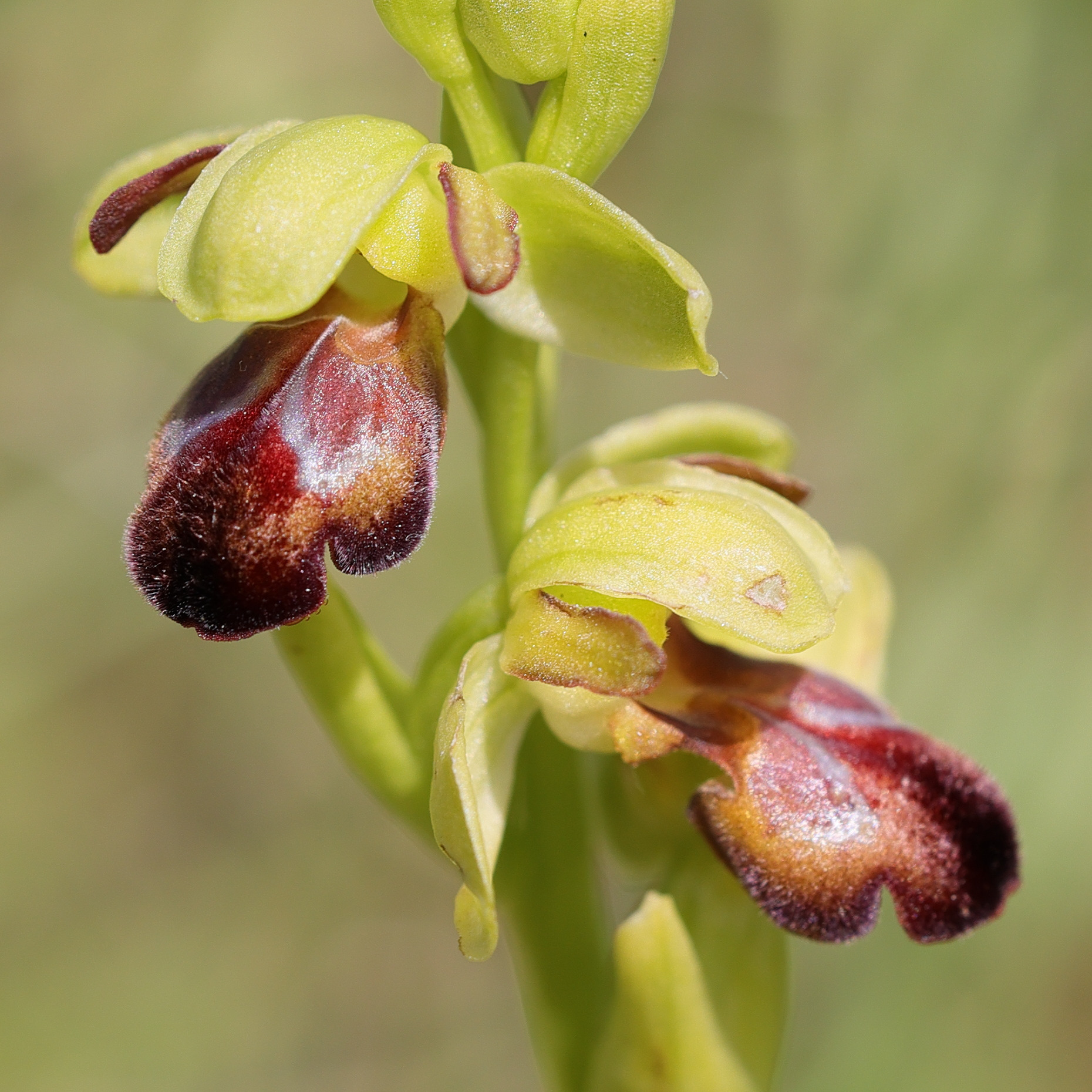 ophrys_fusca7md