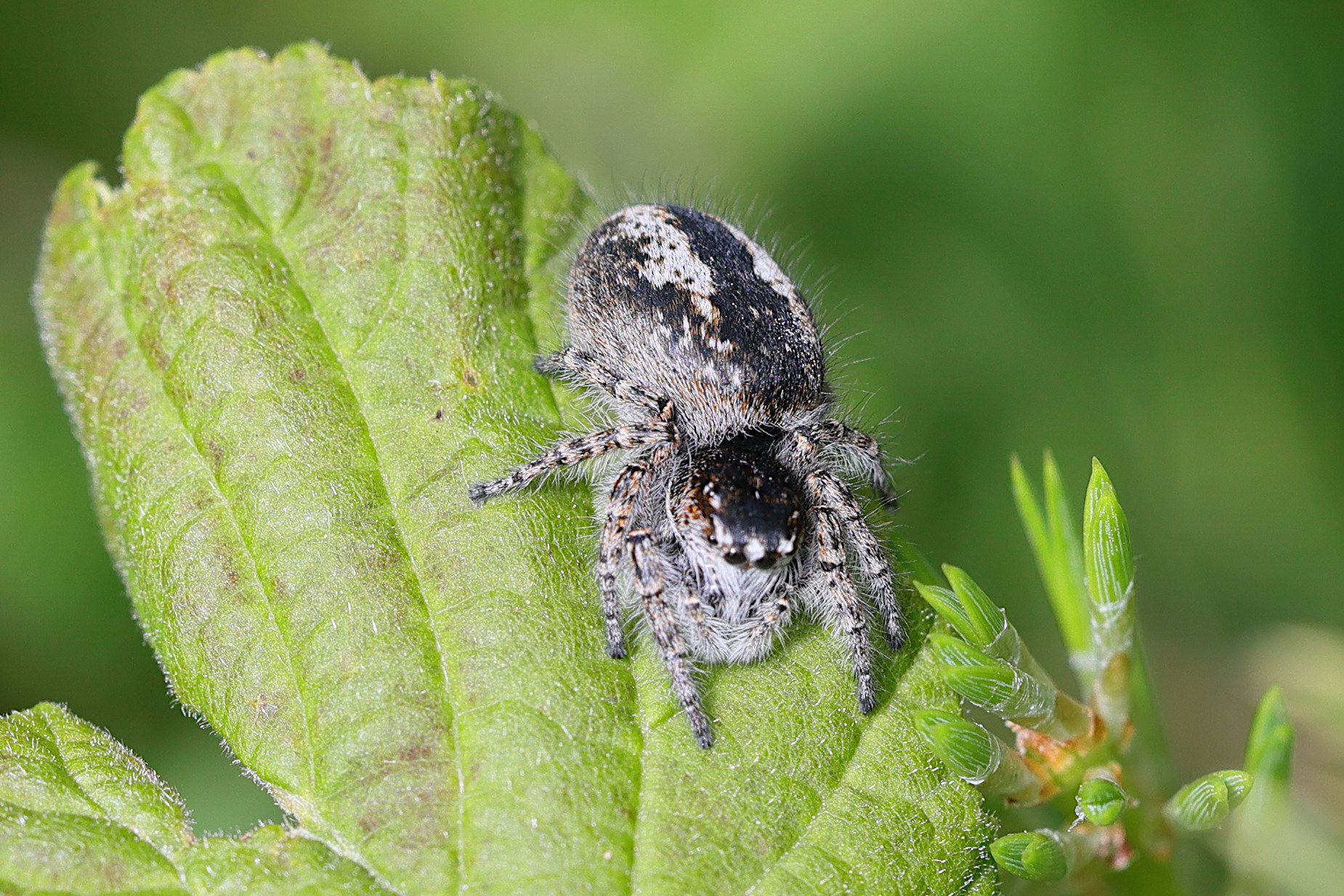 philaeus_chrysops8md