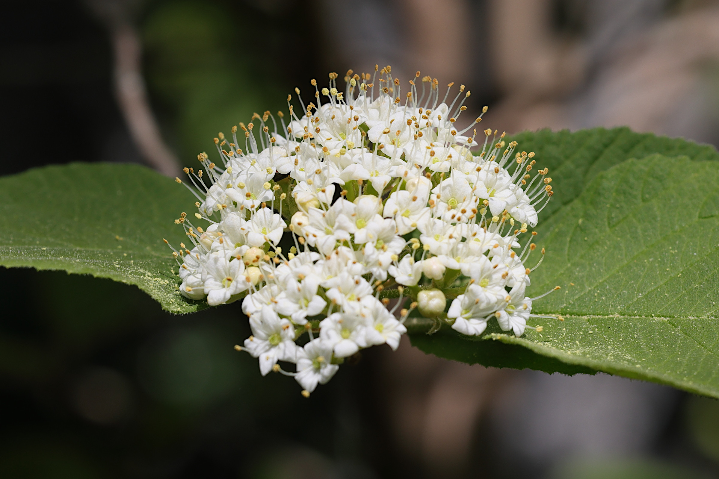 viburnum_lantana4amd