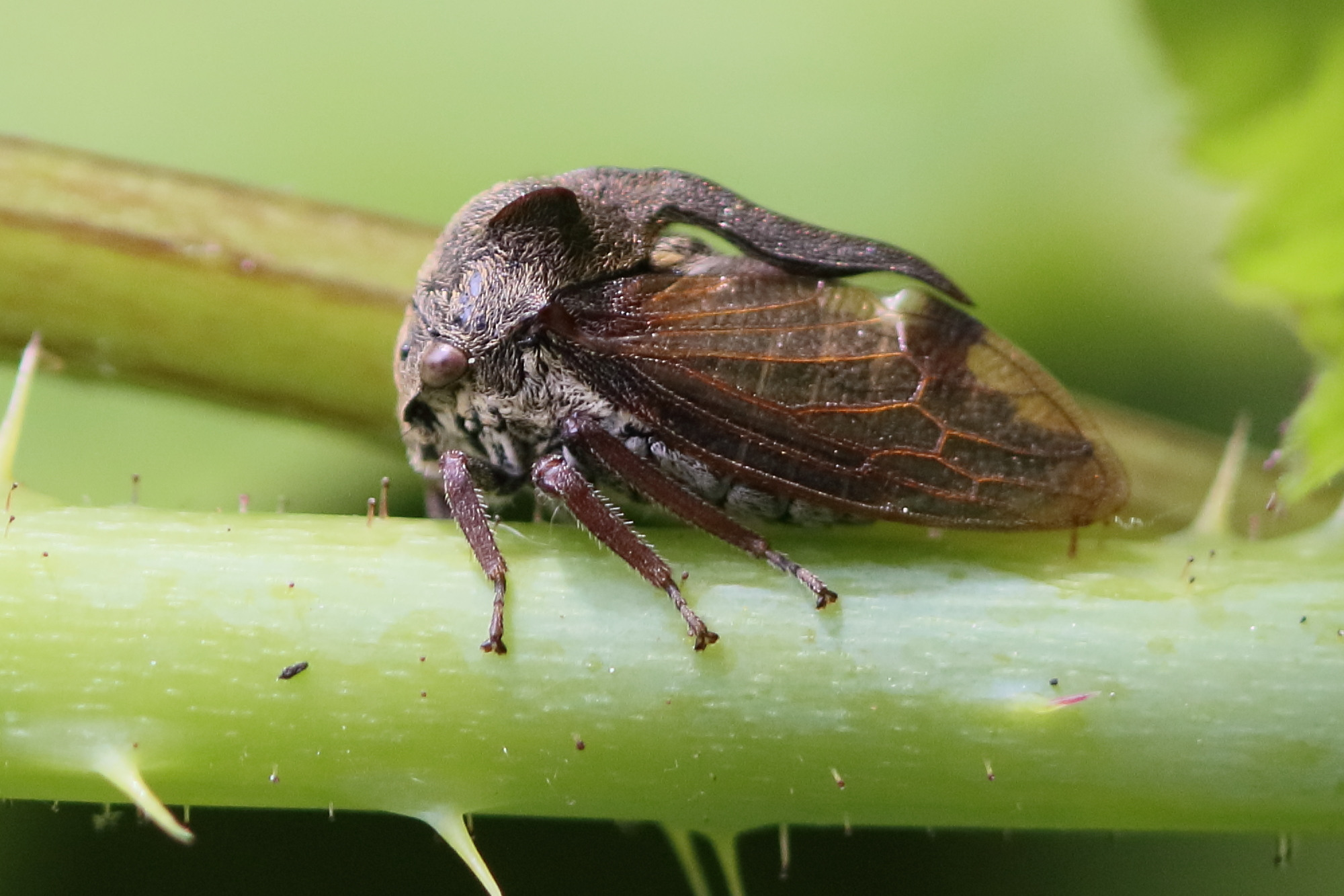 centrotus_cornutus2bd