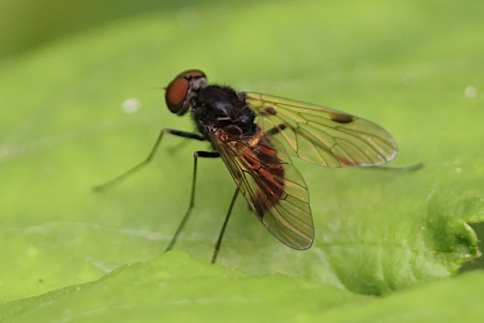 chrysopilus_cristatus3bd