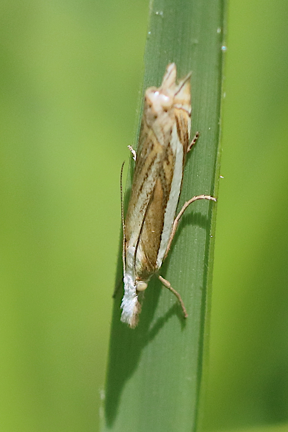 crambus_pascuella3bd