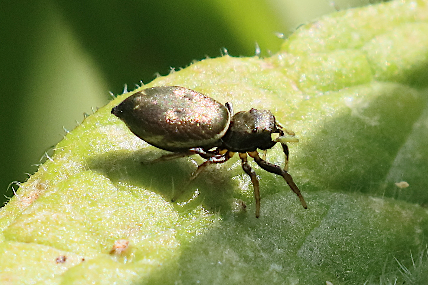 heliophanus_auratus3bd