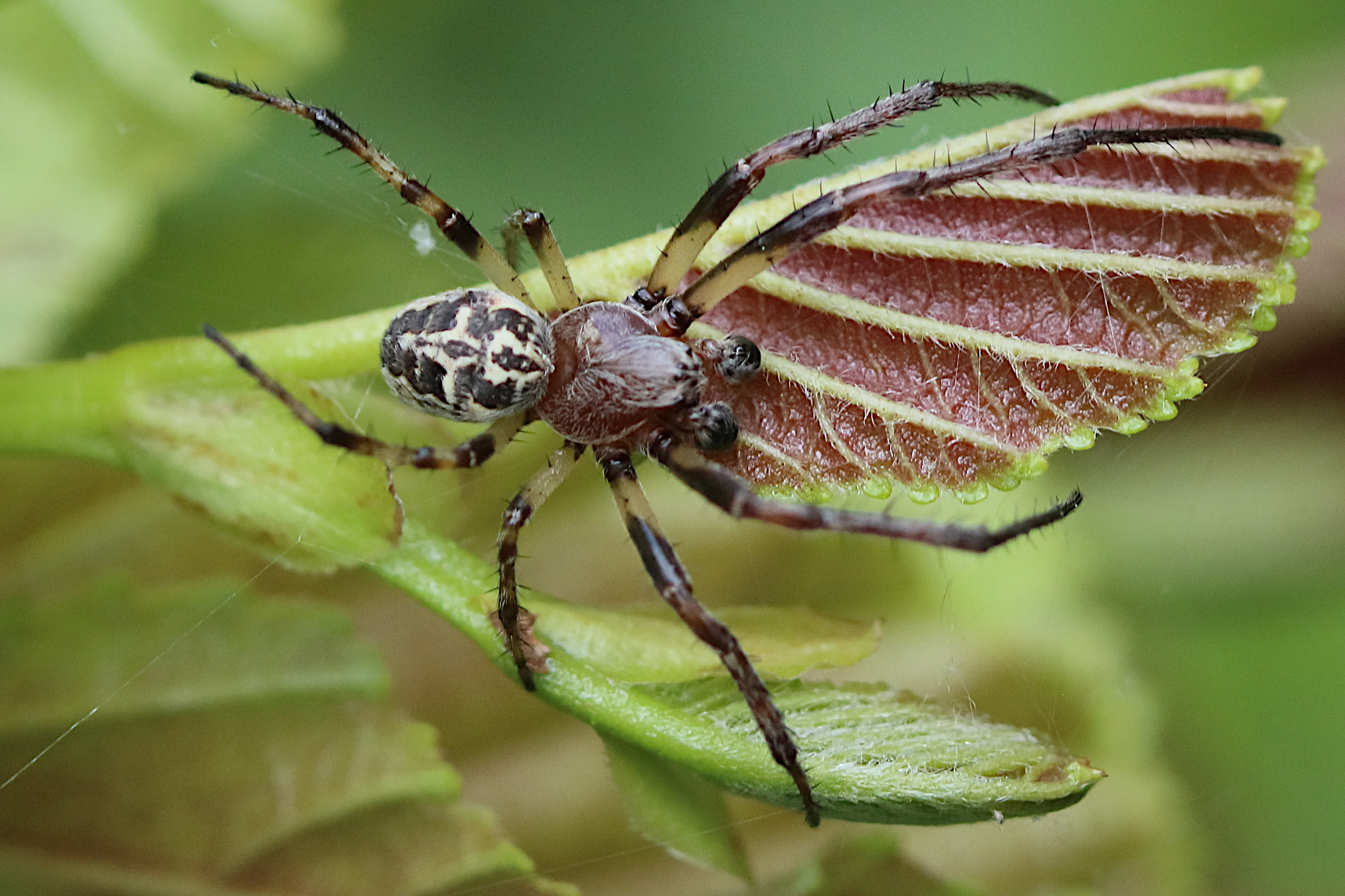 Afficher le média larinioides_cornutus10bd larinioides_cornutus10bd